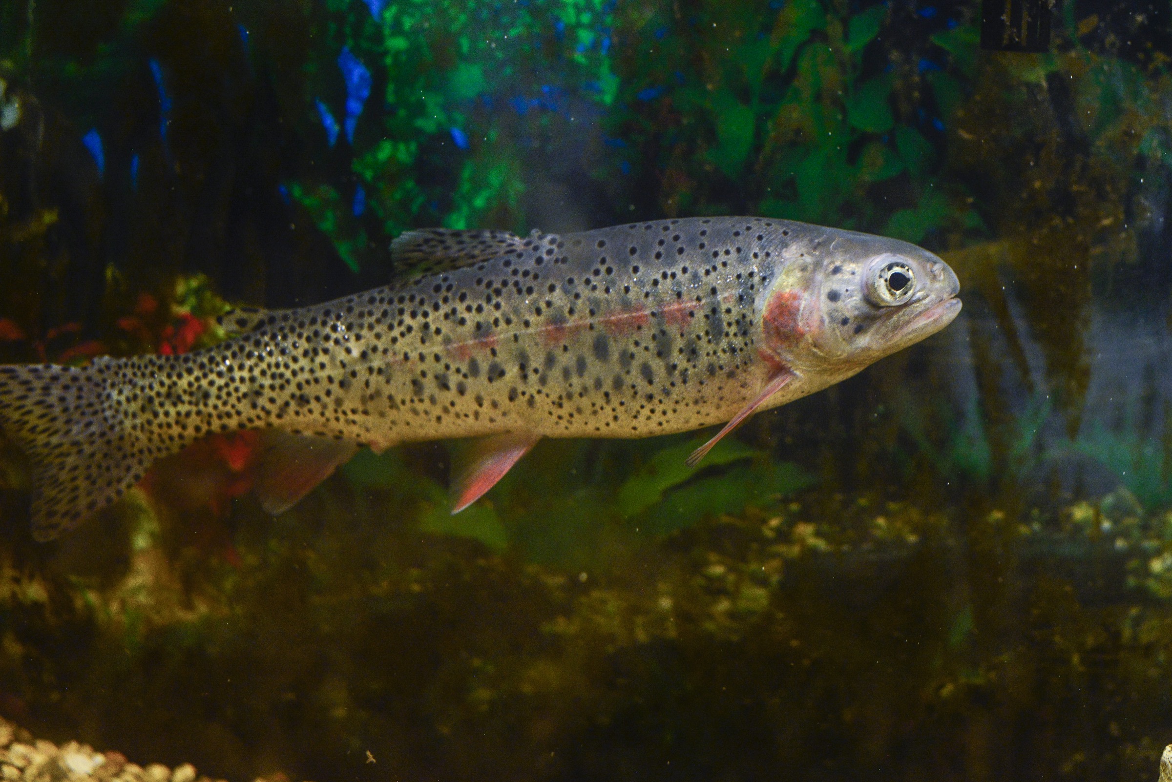 A true greenback cutthroat trout (Oncorhynchus clarkii stomias) swims in a tank at a hatchery in Salida, Colorado. Photograph by Lindsay Fendt