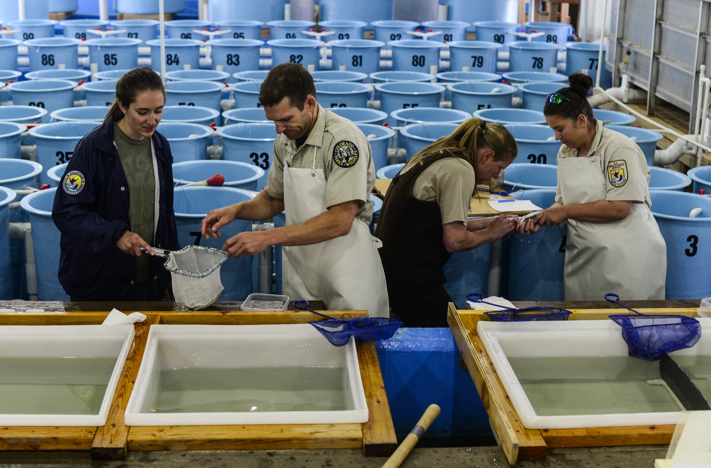 U.S. Fish and Wildlife Service biologists working at the hatchery in Leadville, Colorado carefully match individual greenback cutthroat trout in an attempt to maximize genetic diversity of the fish’s offspring. Photograph by Lindsay Fendt