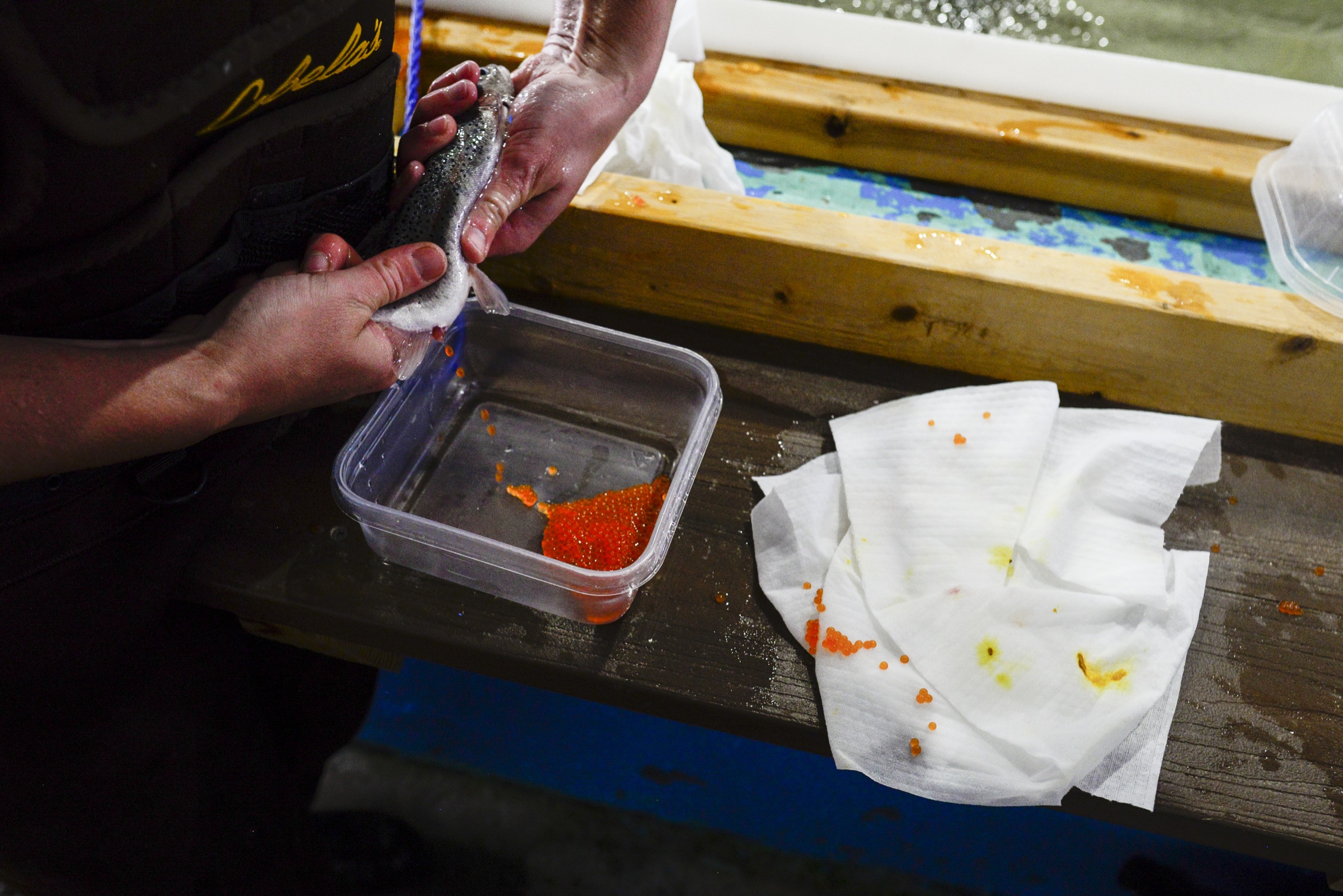 A U.S. Fish and Wildlife Service biologist strips eggs from a female greenback cutthroat trout. Photograph by Lindsay Fendt