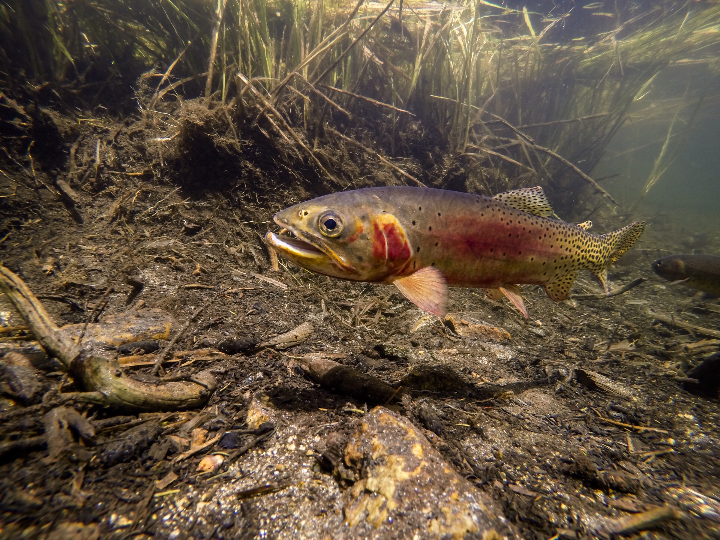 Cutthroat trout like this individual in a lake in Rocky Mountain National Park embodied a remarkably successful conservation effort—then biologists figured out they had restored the wrong fish. Photograph by William Hughes