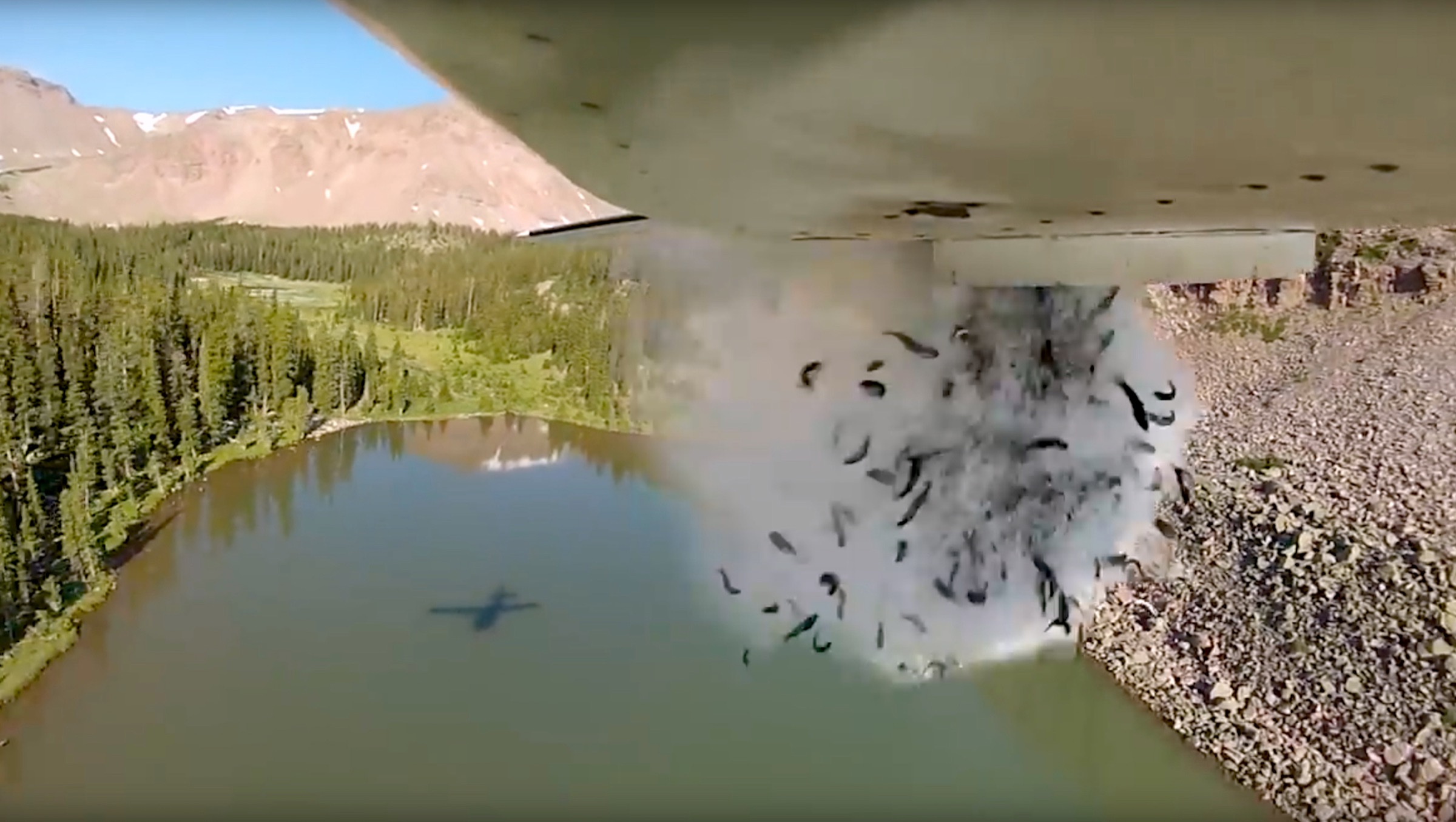 Remote lakes and streams have been stocked on foot, by horseback, and occasionally by aircraft. Photograph from Utah Division of Wildlife Resources