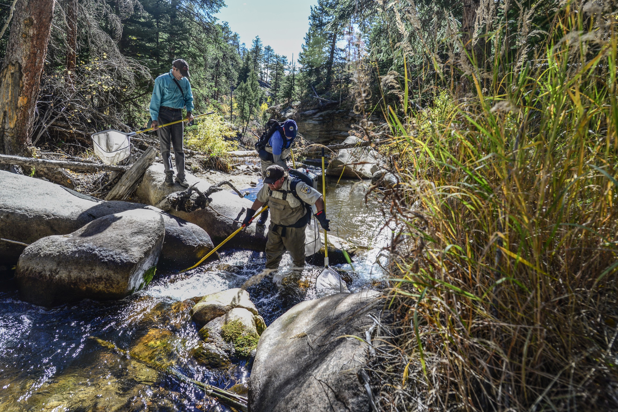 U.S. Fish and Wildlife Service biologist Chris Kennedy and his team work along Rocky Mountain National Park’s West Creek, removing introduced cutthroat trout as they go. Photograph by Lindsay Fendt