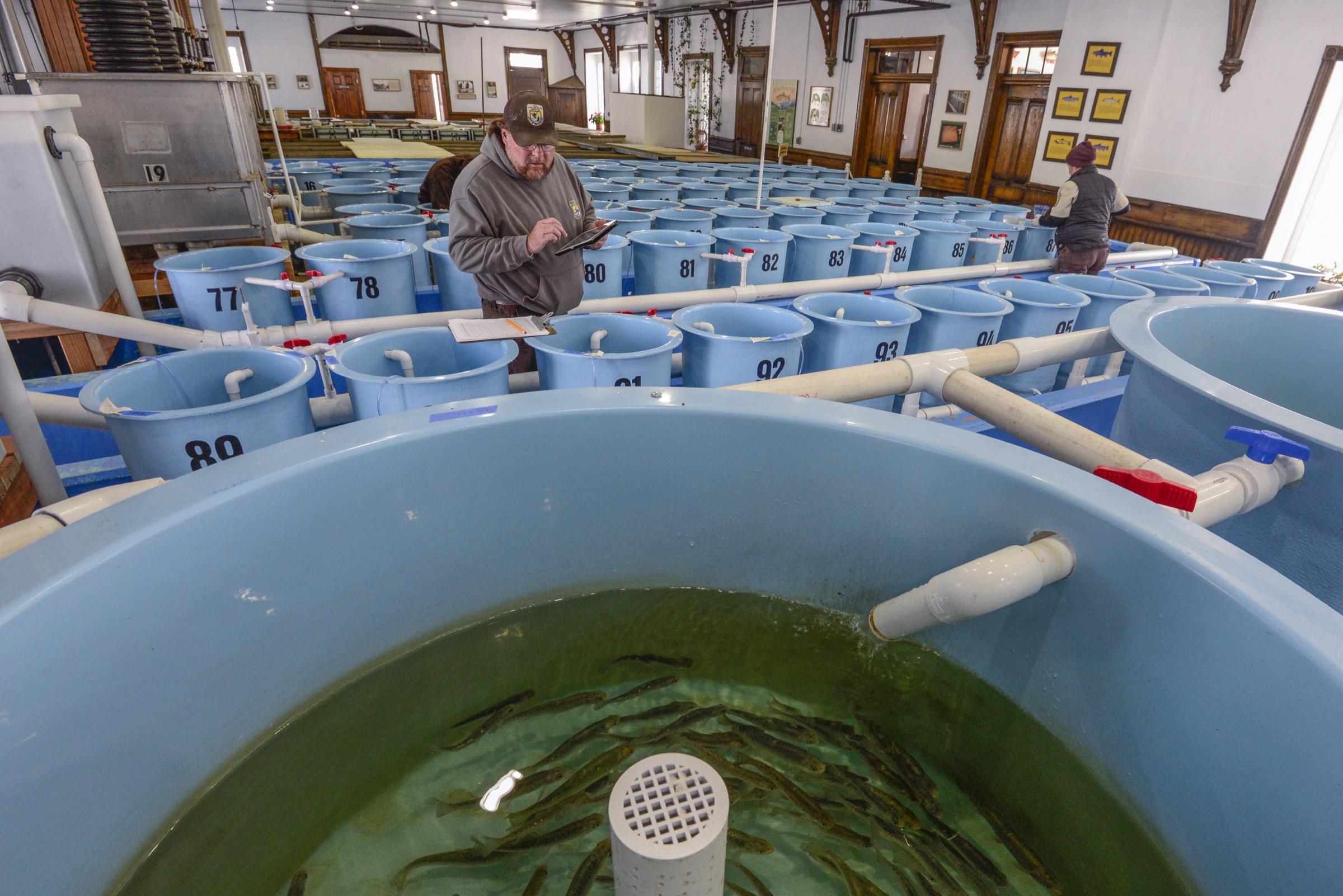 U.S. Fish and Wildlife Service biologist Chris Kennedy inspects the latest generation of greenback cutthroat trout (Oncorhynchus clarkii stomias) that he and his team have reared atthe National Fish Hatchery in Leadville, Colorado. Photograph by Lindsay Fendt