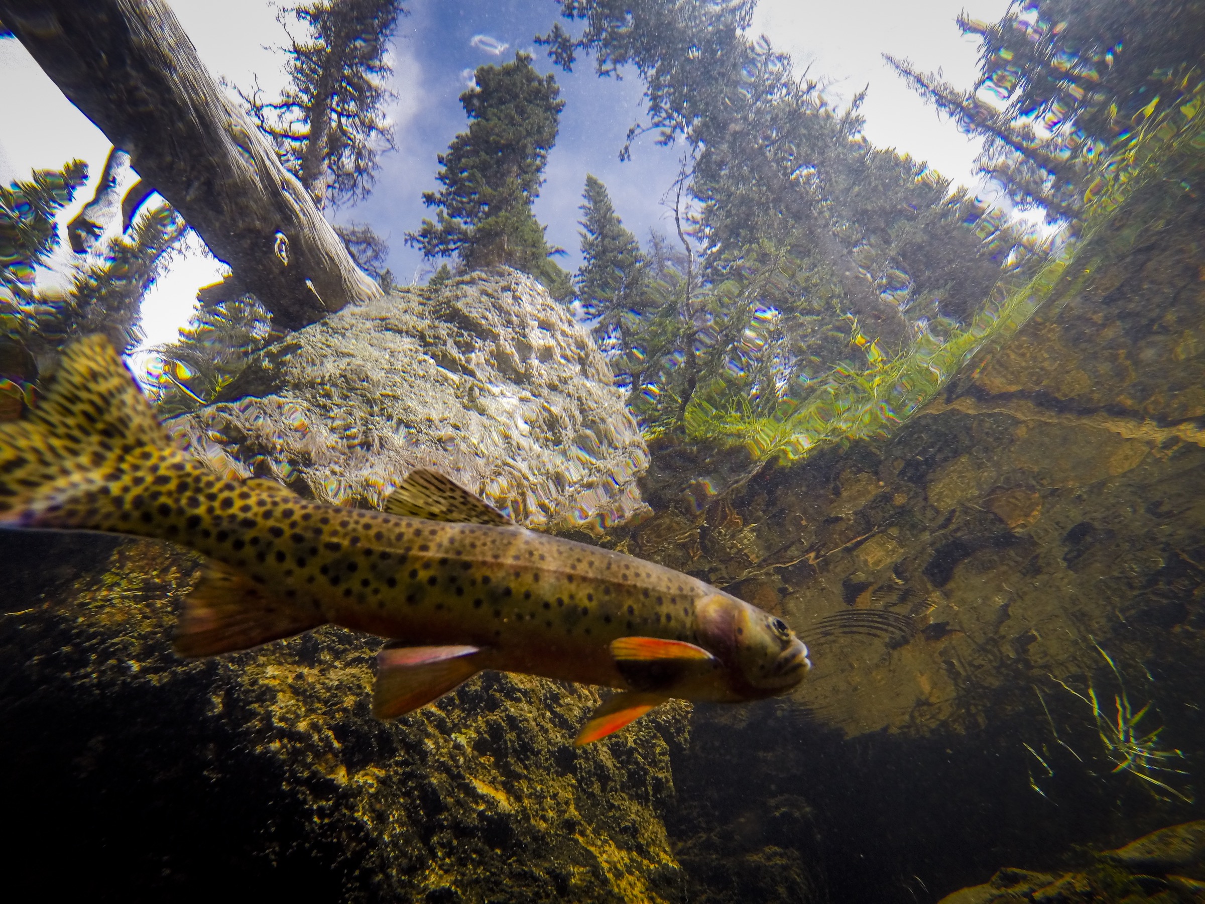 A cutthroat trout feeds at the surface of a clear lake in Colorado’s Rocky Mountain National Park. Photograph by William Hughes