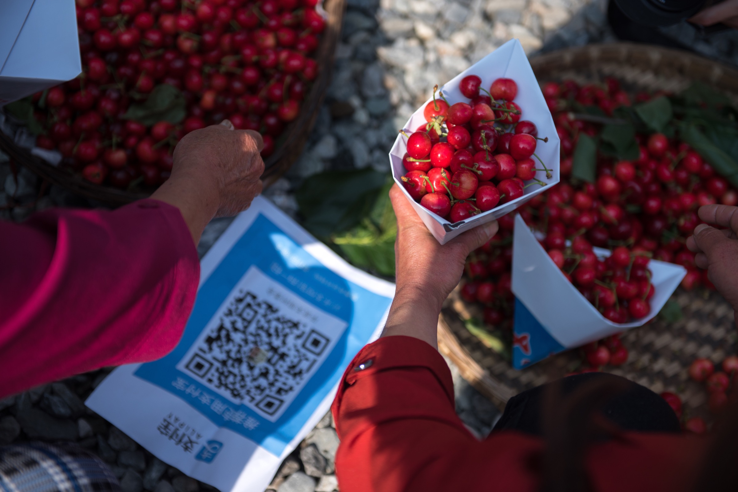 Ripe cherries are sold for 2 yuan duringa media event held by Ant Financial’s forest program in the newly built pavilion at Guanba. Buyers can pay for the produce with their cell phones by scanning QR codes. Photograph by Kyle Obermann