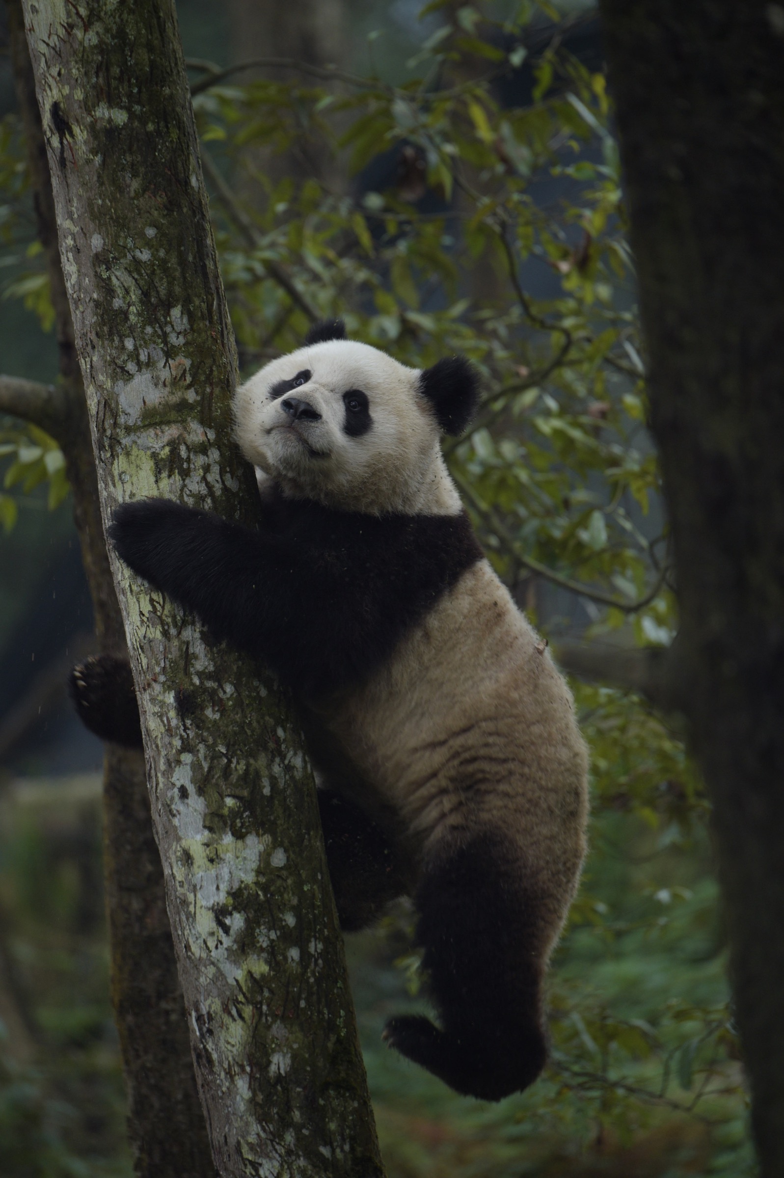 A two-year-old male panda climbs atree in an enclosure at the Wolong Nature Reserve in Sichuan province. After decades of habitat degradation and overhunting across much of the species’ range, there are now fewer than 2,000 giant pandas left in the wild. Photograph by Ami Vitale