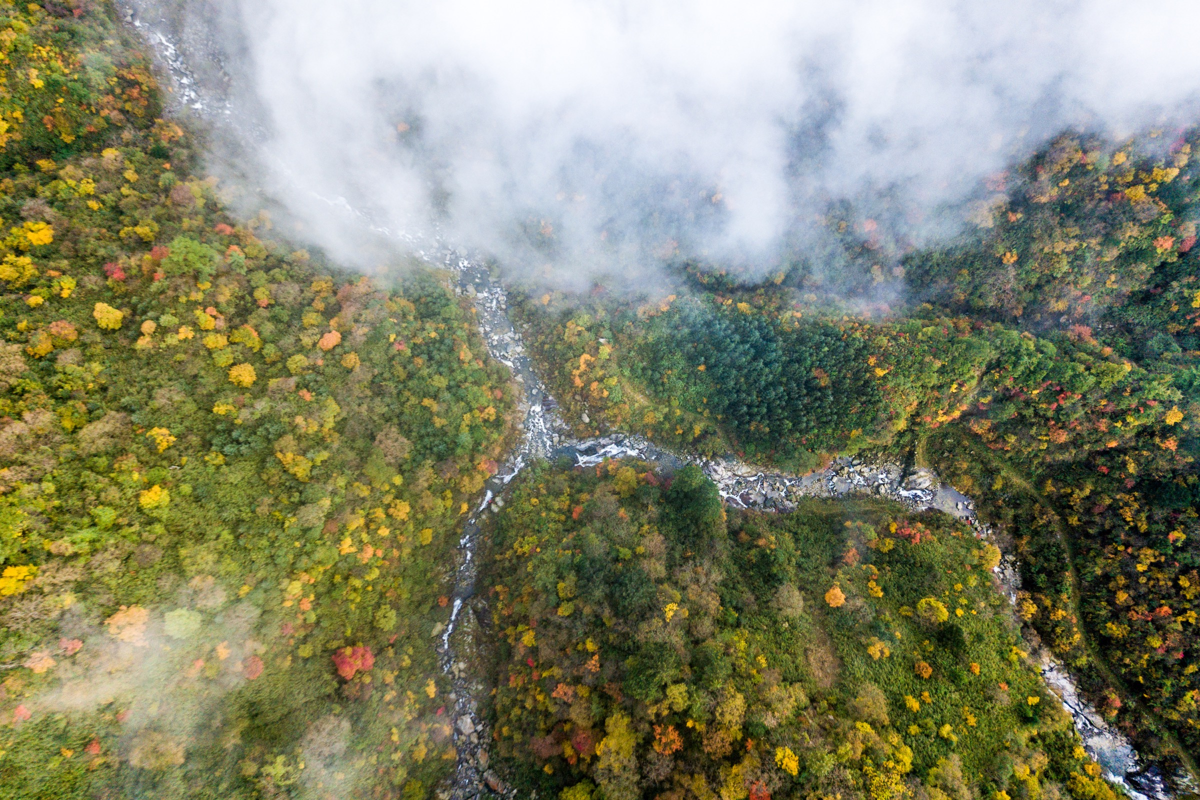 A river flows through the Min Mountains with an old, overgrown logging road running faintly alongside it. Logging is now forbidden in these mountains, but the locals say much of the damage has already been done. Photograph by Kyle Obermann