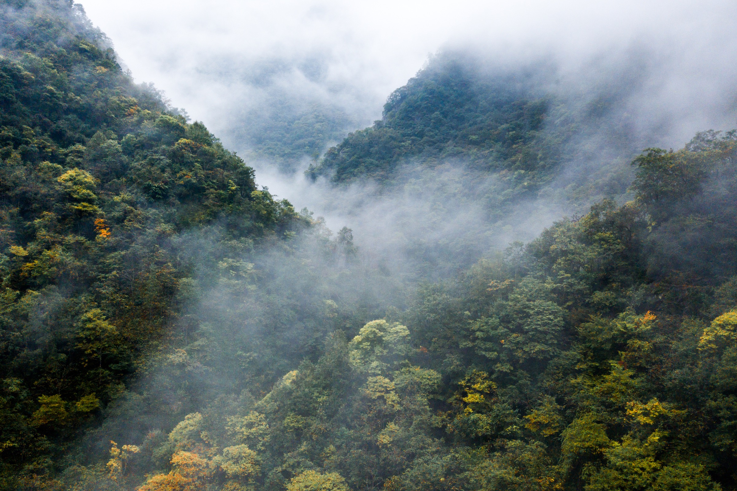 The misty Min Mountains of Guanba Valley in Sichuan provide some of the last remaining habitat for the giant panda. Photograph by Kyle Obermann