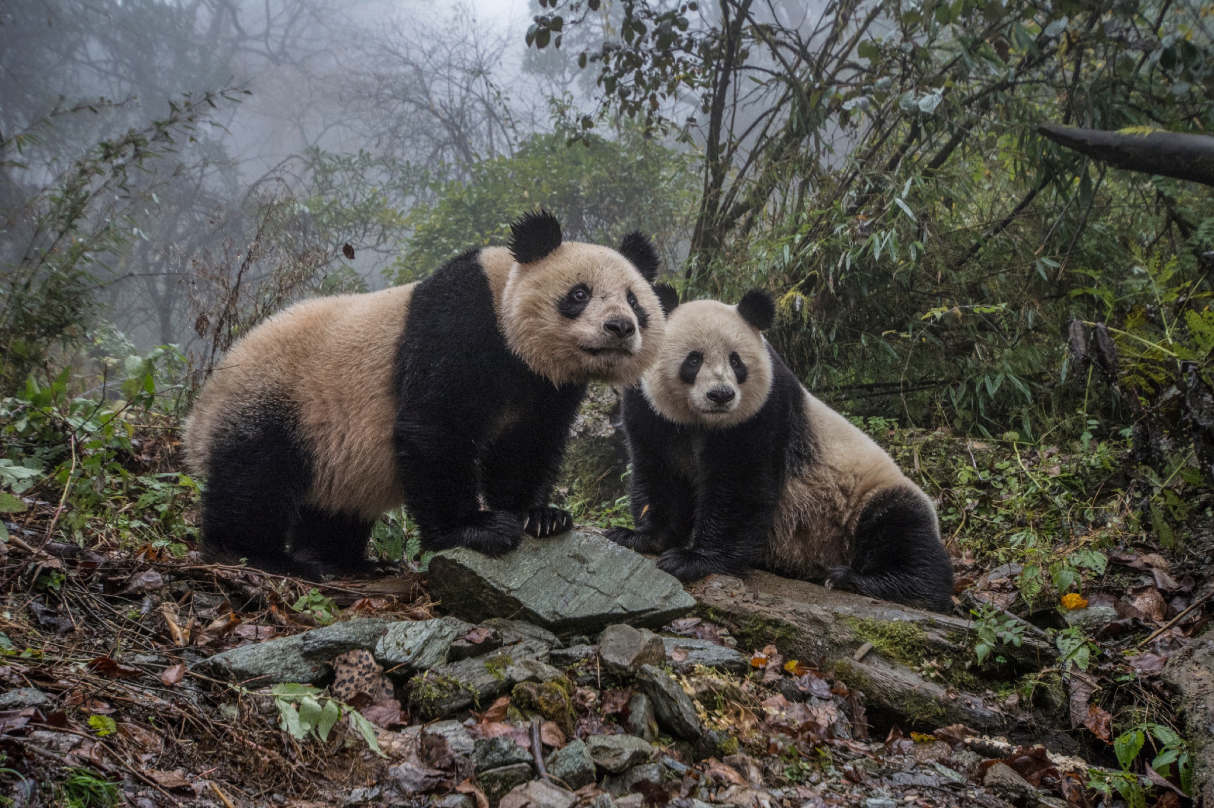Two adult pandas monitor activities around theirenclosure at the Wolong Nature Reserve Panda in Sichuan Province. Photograph by Ami Vitale