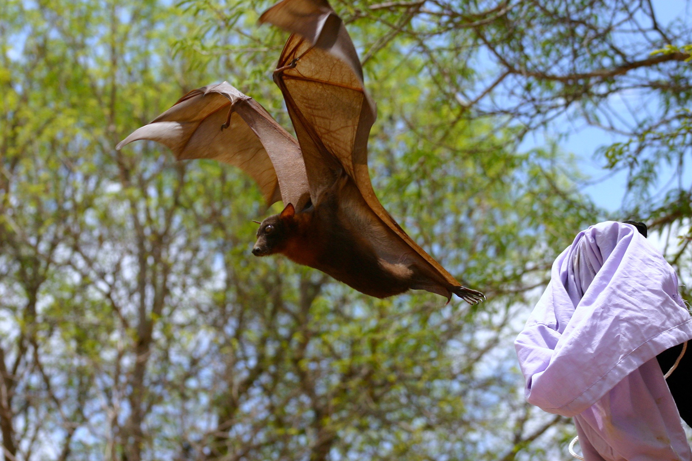 Scientists are studying the routes of transmission of Nipah virus and other closely related viruses from bats to humans. Sometimes that research involves capturing and collecting tissue samples from bats like this little red flying fox in Australia. Photograph by Gary Tabor