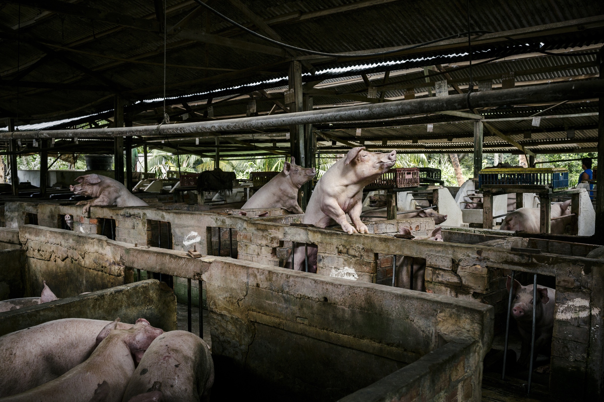 Pigs peer over their stalls at a pig farm in Kuala Langat.