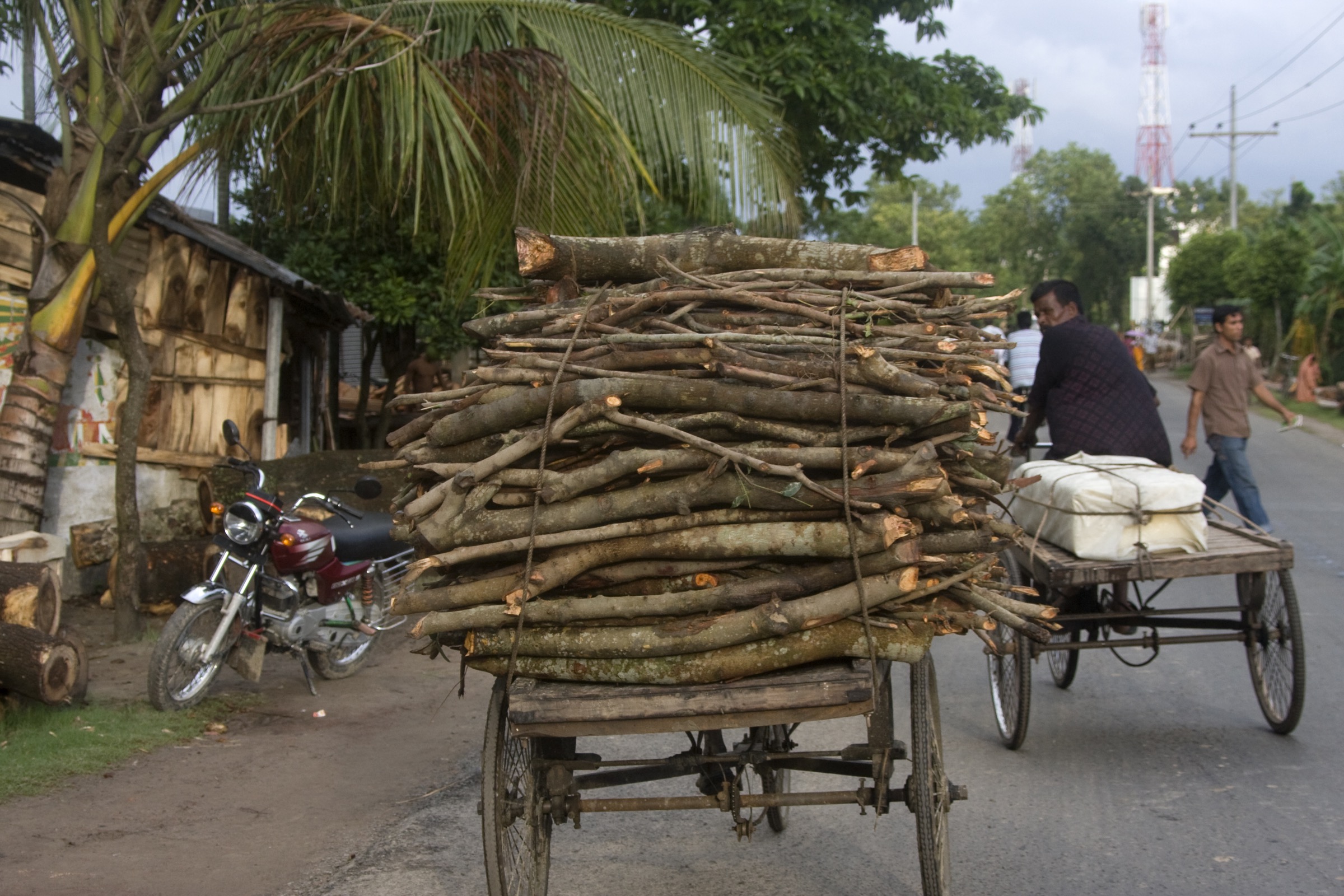 Deforestation and the extraction of forest products, like this collection of firewood from the Ganges Delta region of Bangladesh, continues to put stress on these ecosystems and the organisms that live there. Photograph by David Woodfall