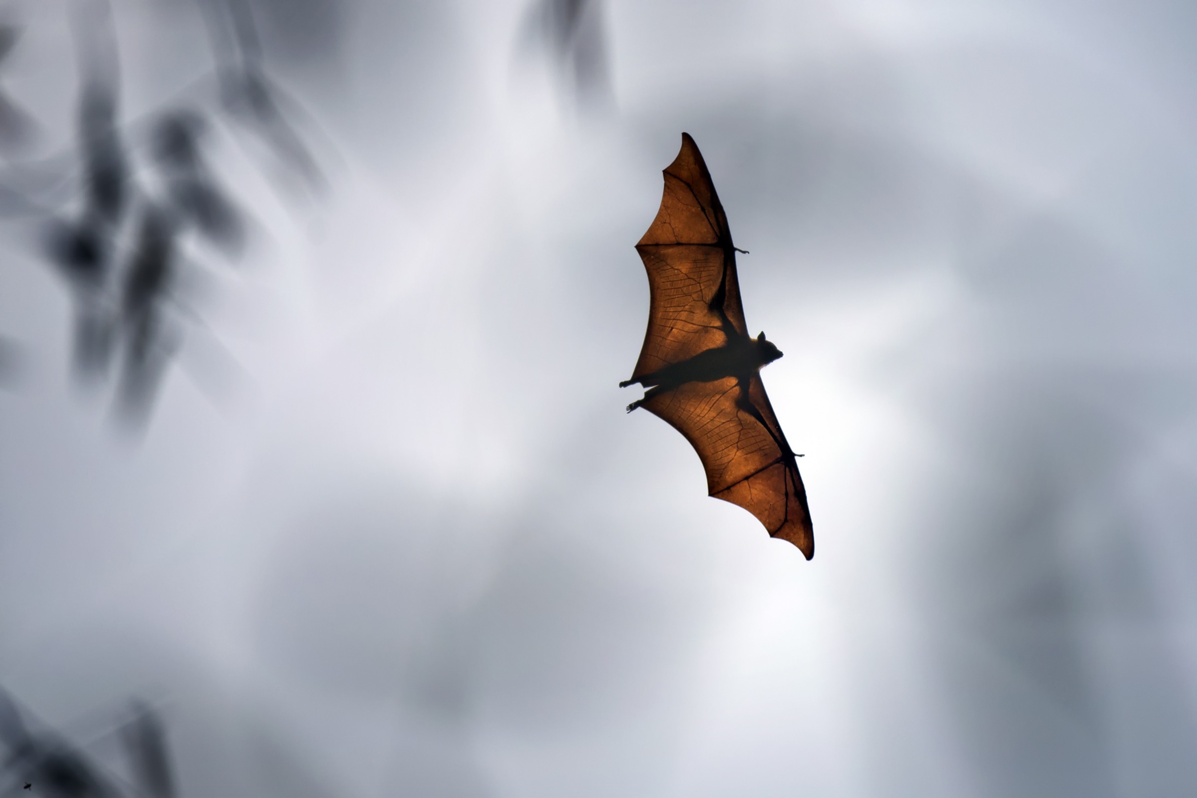 An Indian flying fox passes over a village near northern Bangladesh’s Rangpur City looking for an unoccupied spot to roost for the day. Photograph by A.M. Ahad