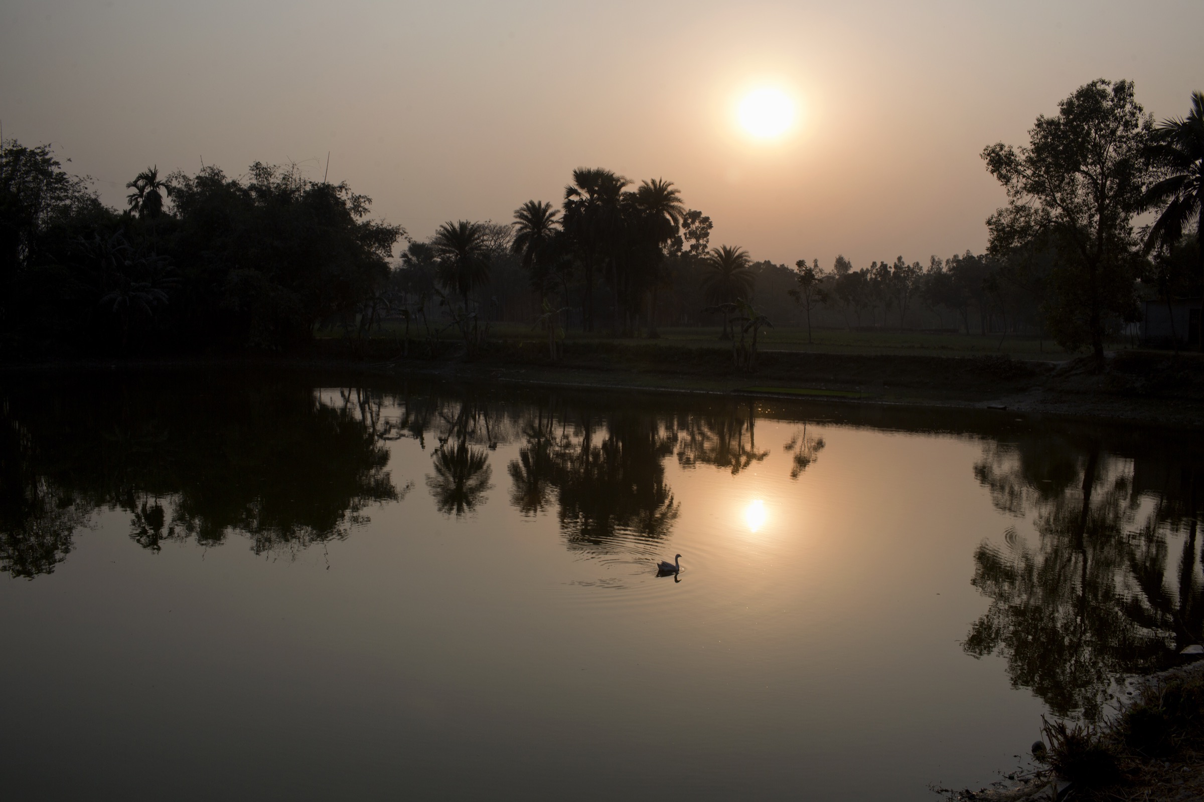 Dawn breaks over a small pond, not far from northern Bangladesh’s Rangpur City. Photograph by A.M. Ahad