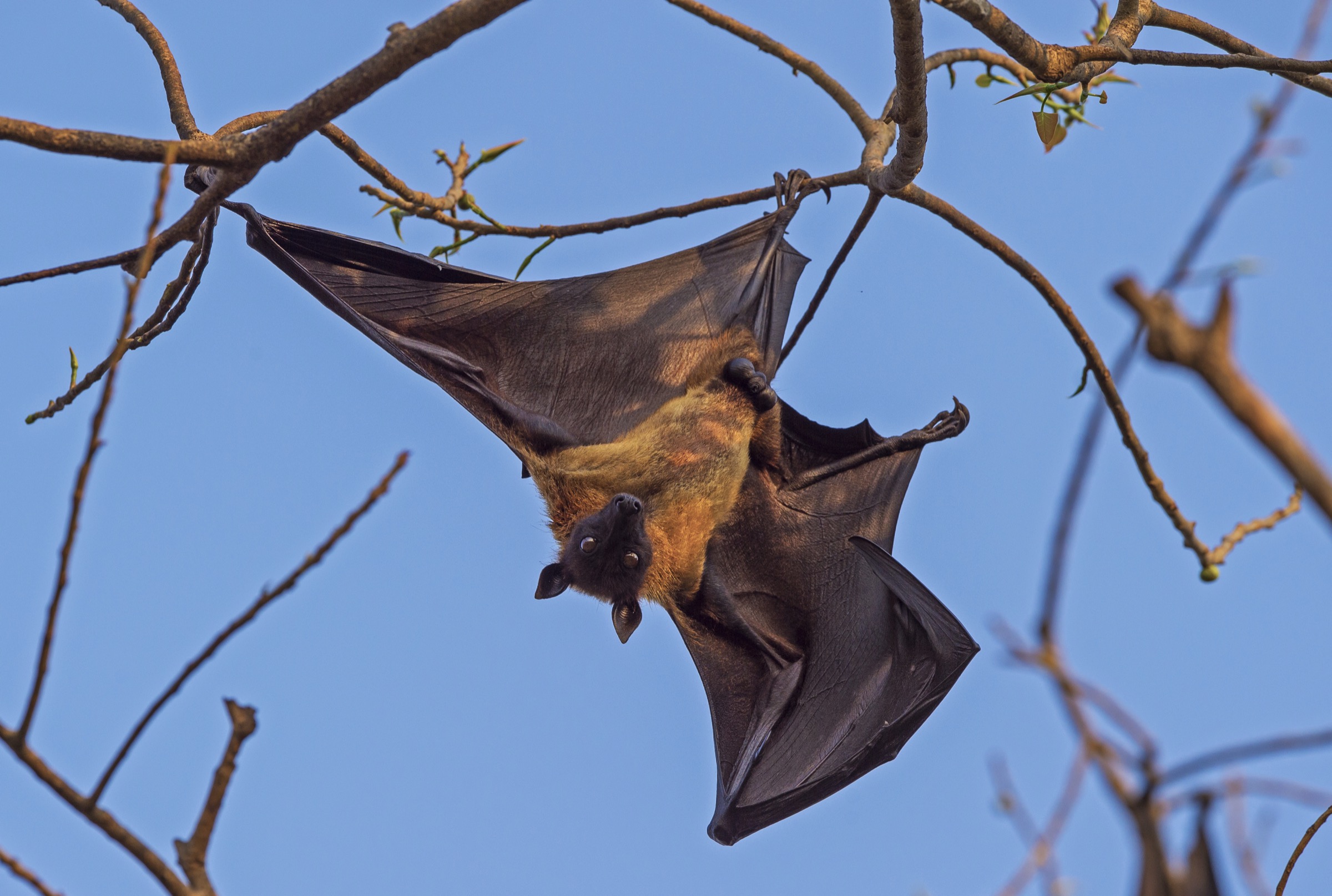 An Indian flying fox, a fruit bat native to Bangladesh and India, dangles from a perch in the roost tree where it will spend the day before going off to forage when the sun sets. Photograph by Dhritiman Mukherjee
