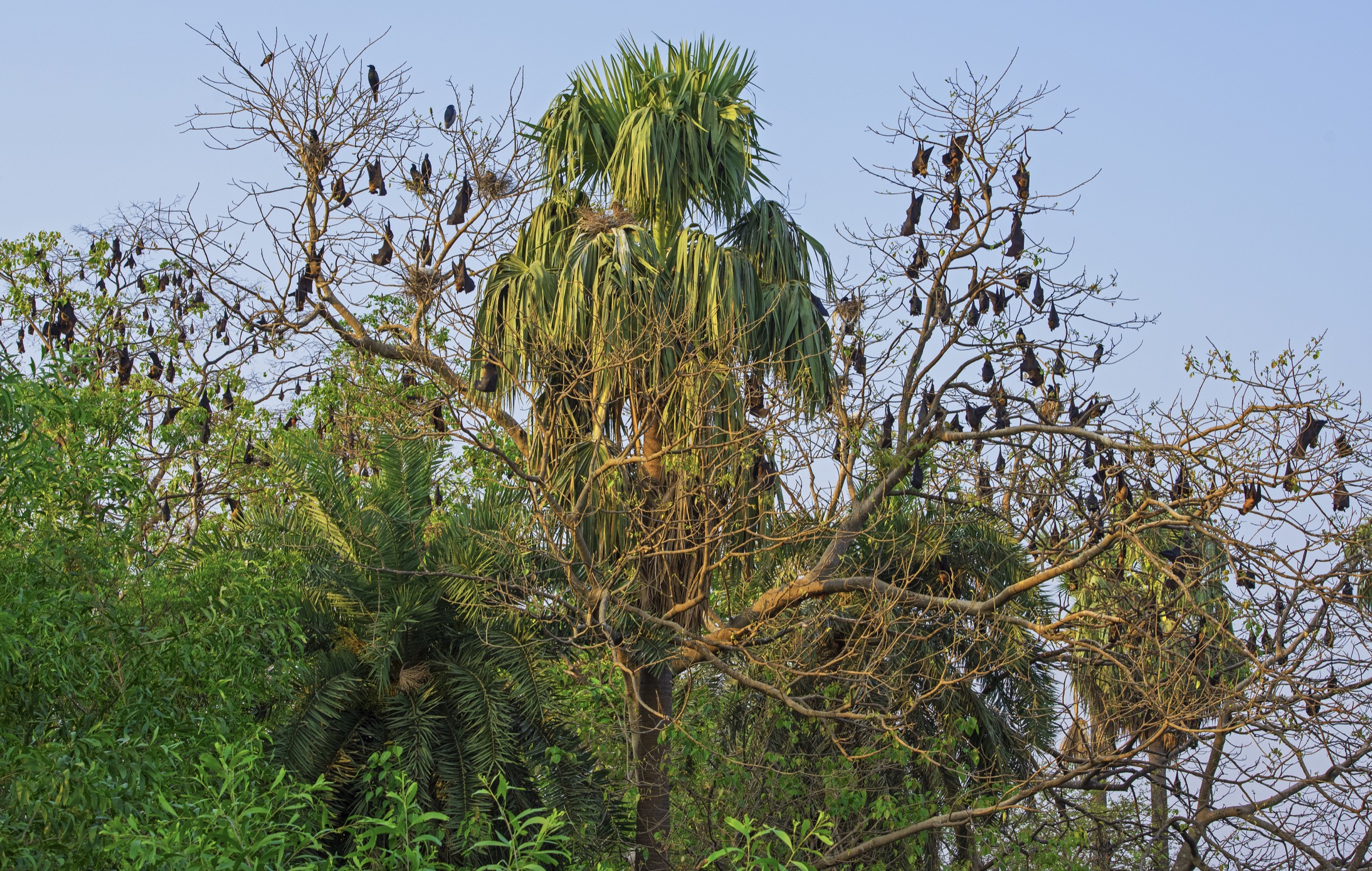 Indian flying foxes typically roost in groups like this colony photographed in India’s West Bengal. These groups can number anywhere from several dozen to several hundreds. Photograph by Dhritiman Mukherjee