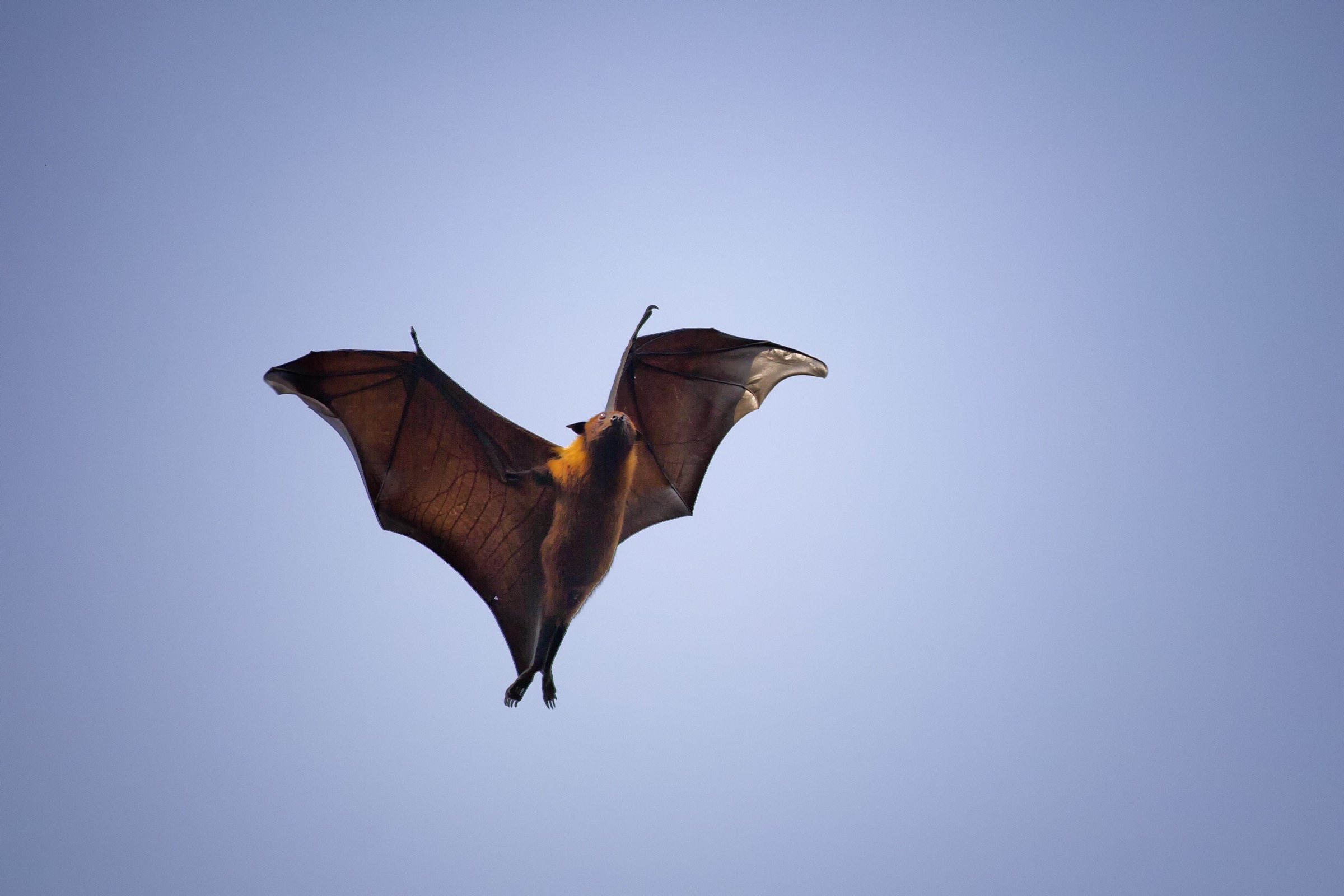 An Indian flying fox passes over a village near northern Bangladesh’s Rangpur City looking for an unoccupied spot to roost for the day. Photograph by A.M. Ahad