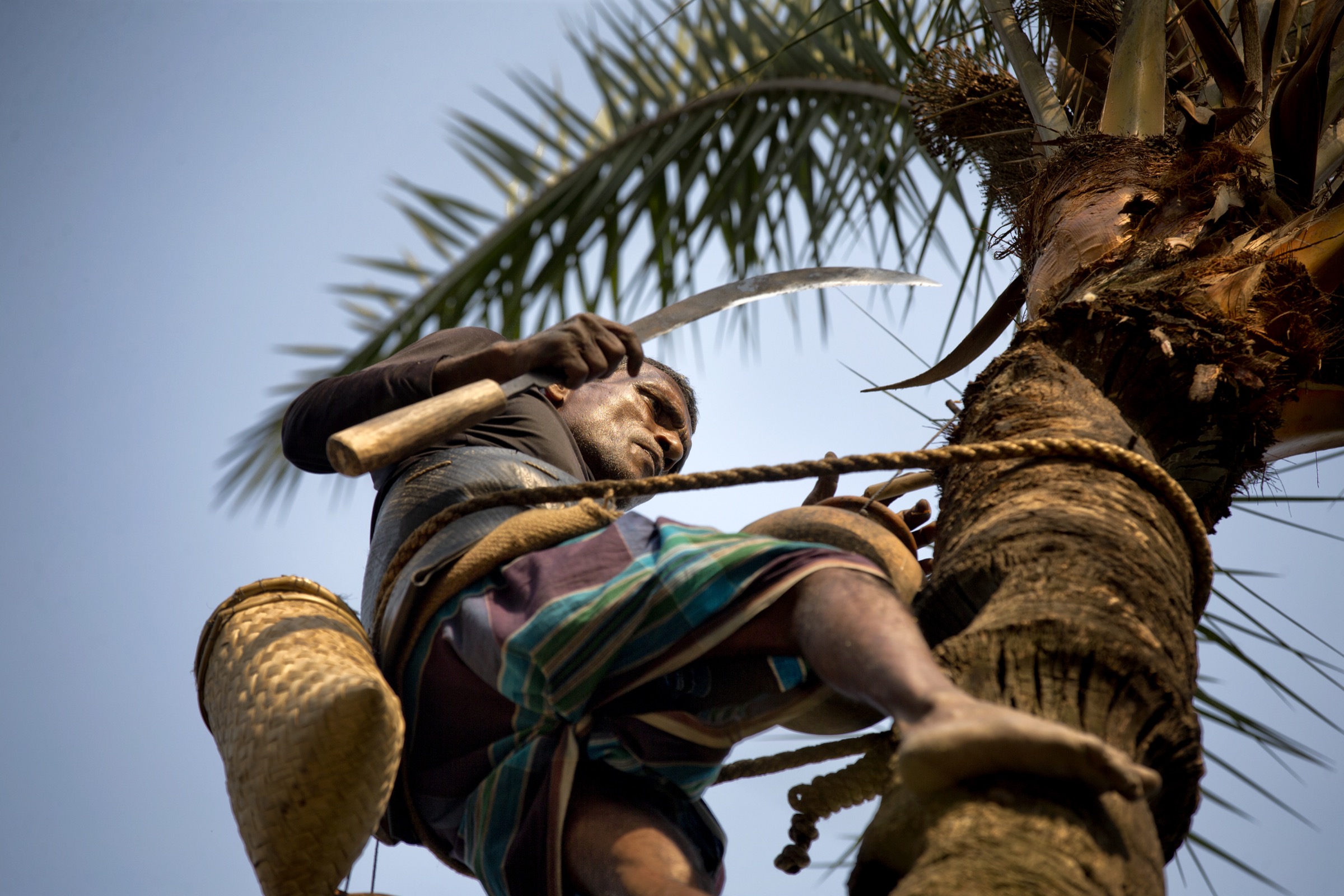 Each day during the winter, Bangladesh’s gachhis climb date palm trees, carve away a layer of bark and collect the thin, sweet sap that oozes form the tree. Photograph by A.M. Ahad