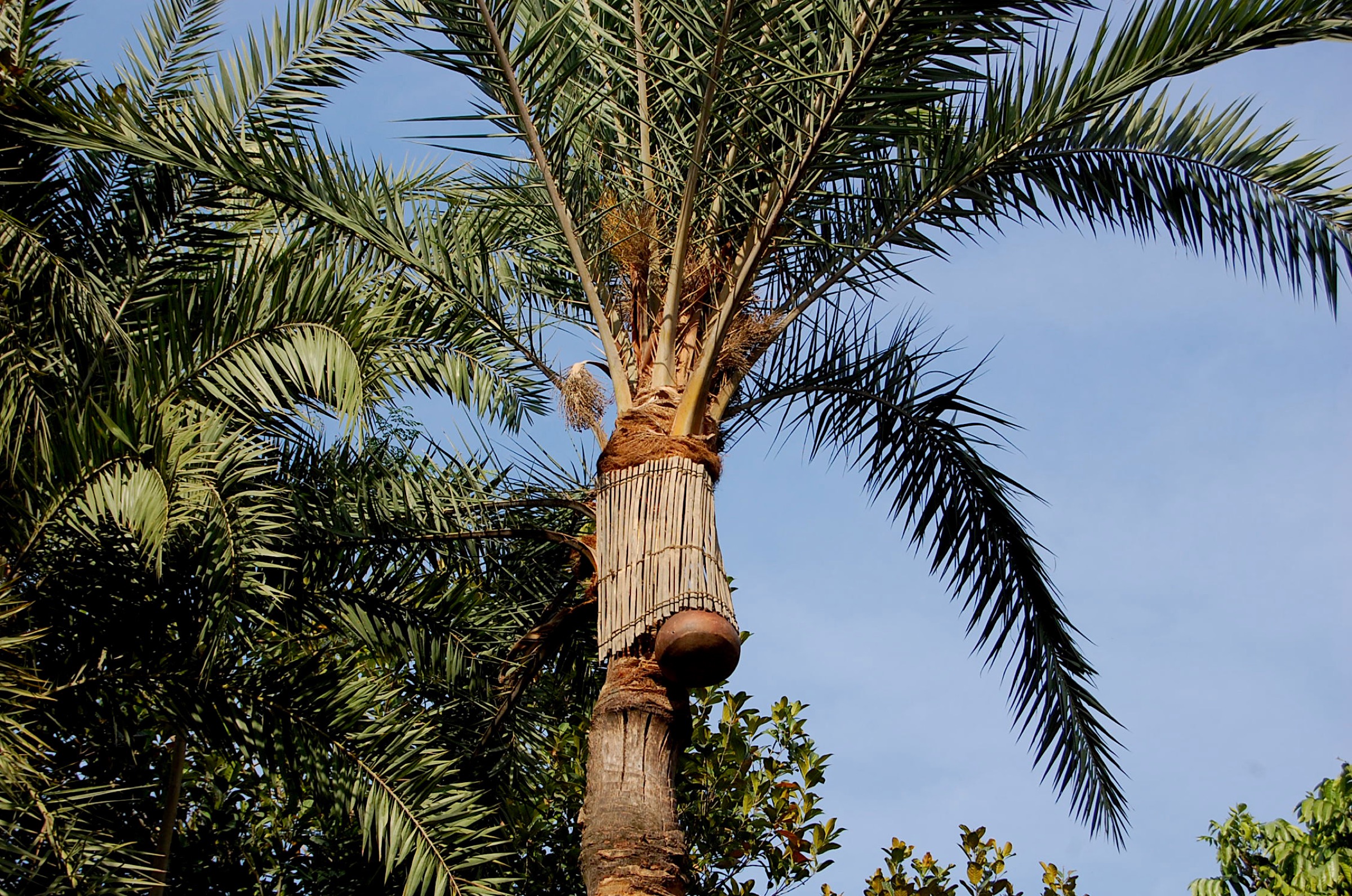Researchers at Bangladesh’s ICDDR,B found that bamboo skirts, locally called bana, were effective at keeping bats—and Nipah virus—out of date palm sap. Convincing gachhis to apply the skirts and people to demand only “safe sap” that has been protected by the skirts, however, is another matter. Photograph by Rebeca Sultana