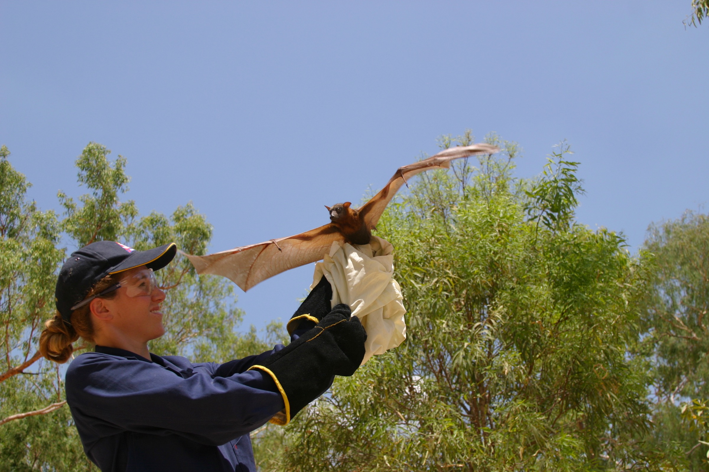 Ecologist and epidemiologist Raina Plowright prepares to release a little red flying fox after collecting tissue samples from the animal. Photograph by Gary Tabor