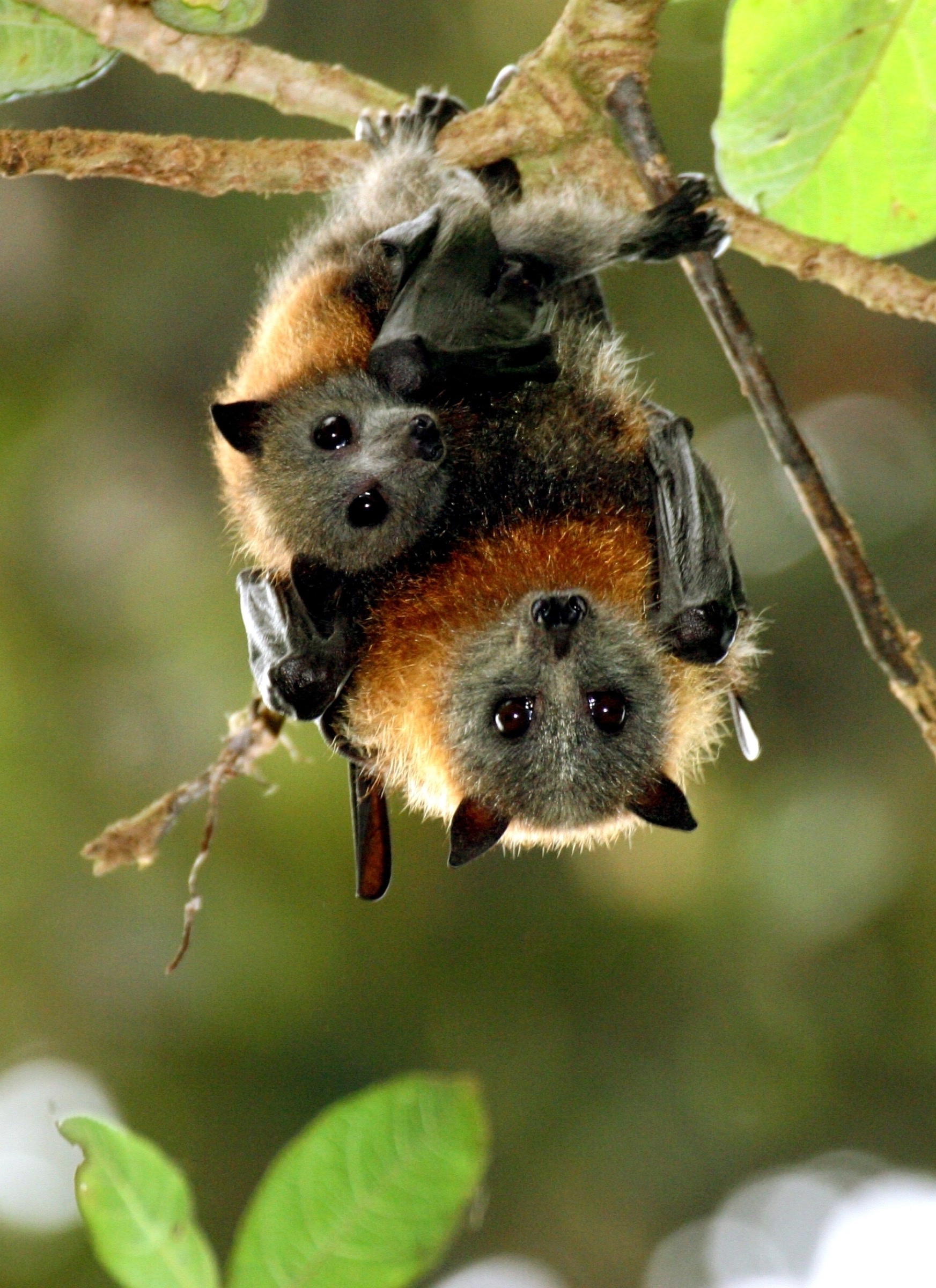 A young grey-headed flying fox, and a potential source of a wide variety of viruses, clings to its mother in a forest of Queensland, Australia. Photograph by Vivien Jones