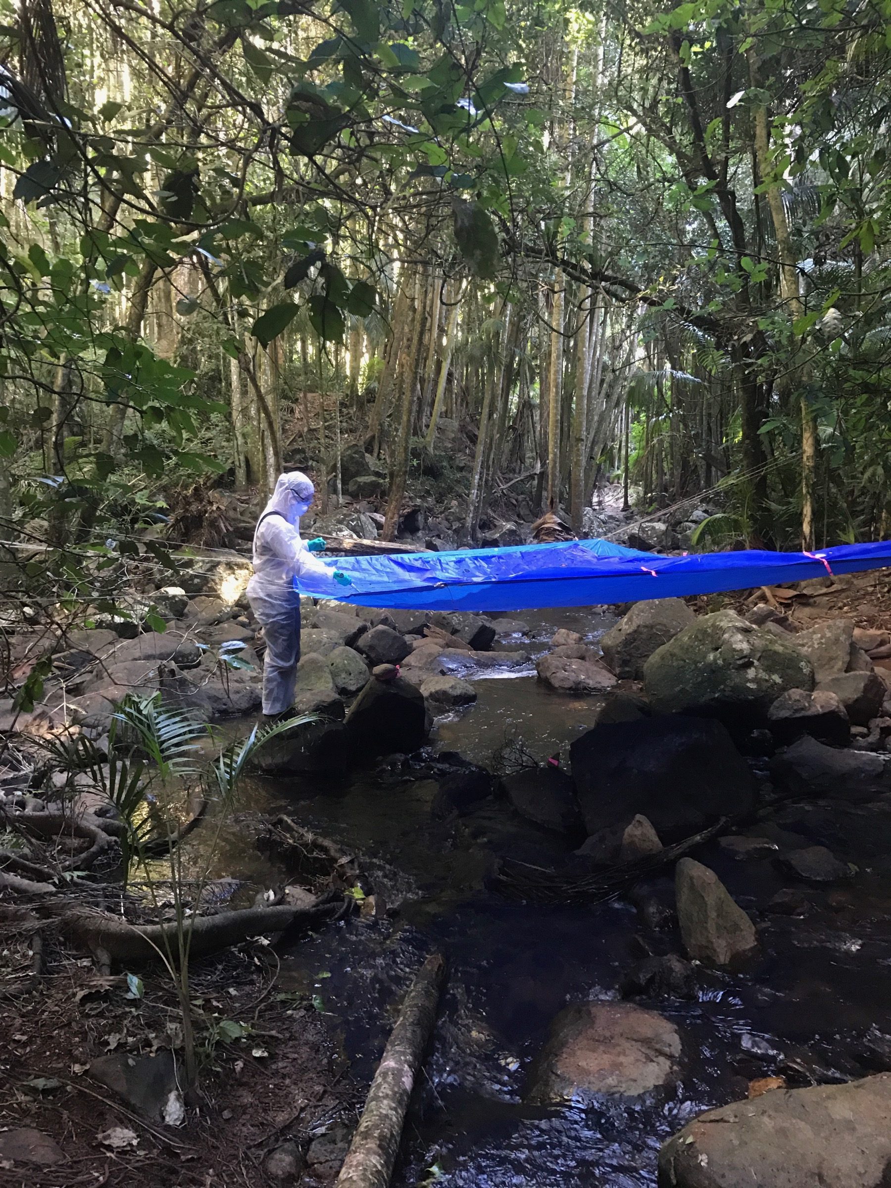 PhD student Tamika Lunn, wearing full personal protective equipment (PPE), conducts an under-roost Hendra virus survey after a spillover event in the Queensland hinterland, Australia. Photograph by Geoffrey Smith