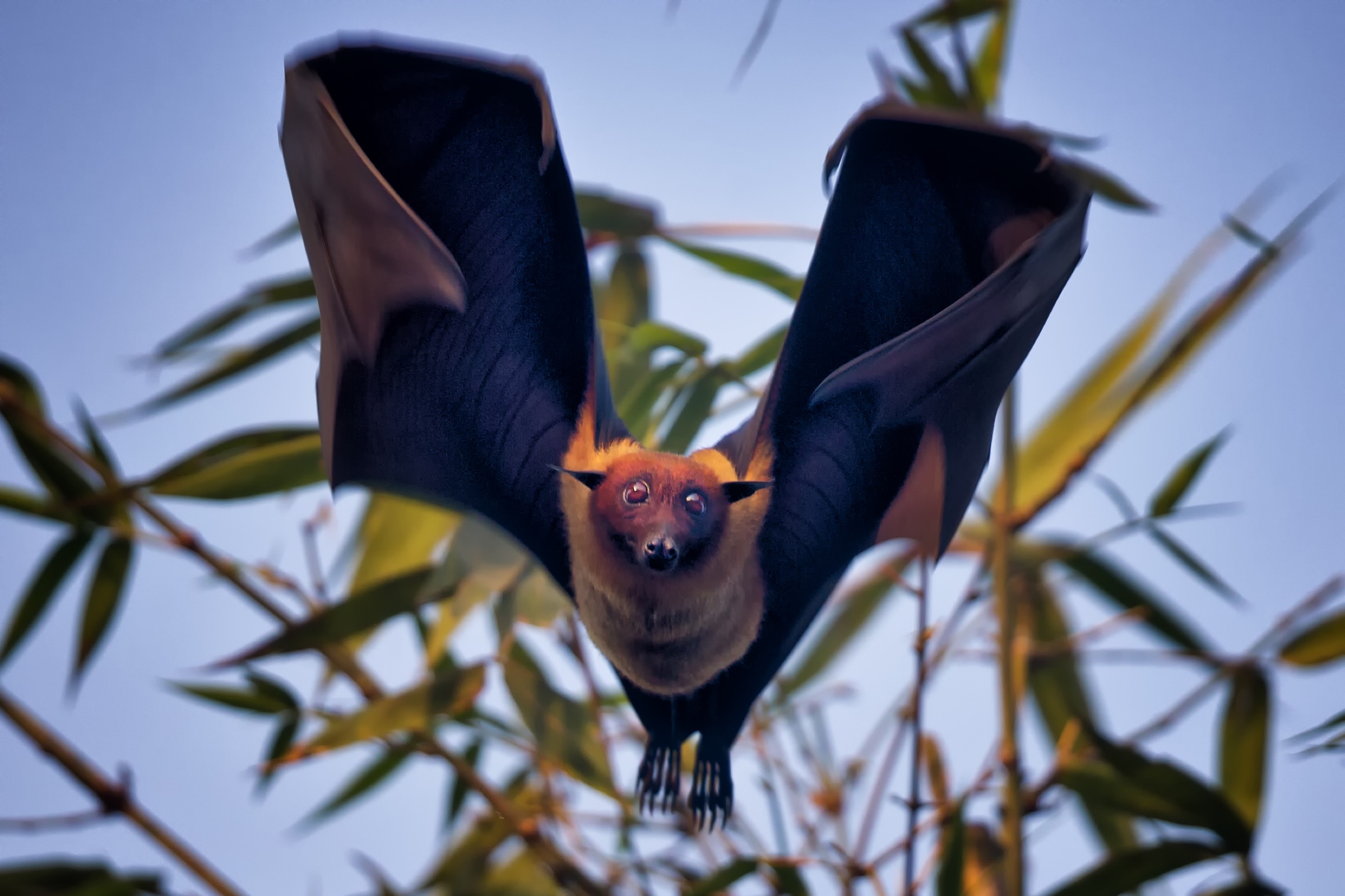 An Indian flying fox lifts off in the orange light of a late winter sunset in northern Bangladesh. Photograph by A.M. Ahad