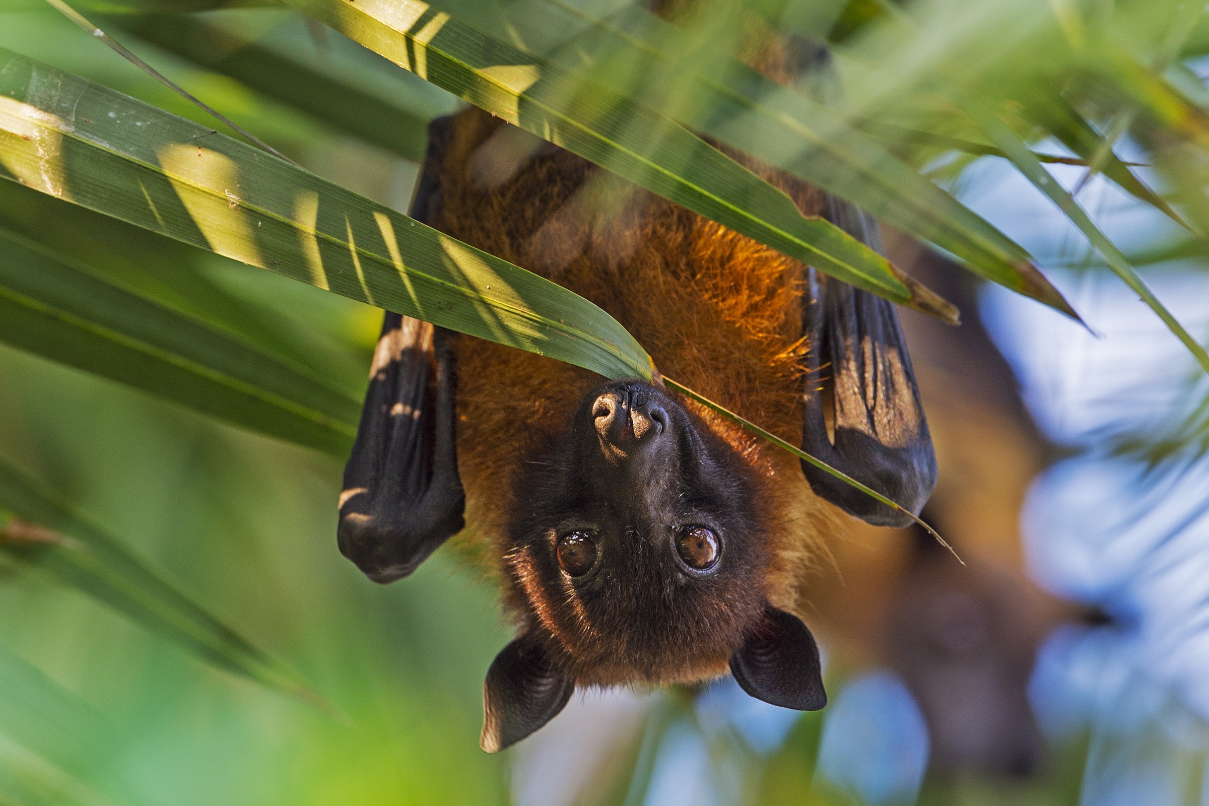 An Indian flying fox peers out of the leaves of a date palm tree in India’s West Bengal, just across the border with Bangladesh. Photograph by Dhritiman Mukherjee