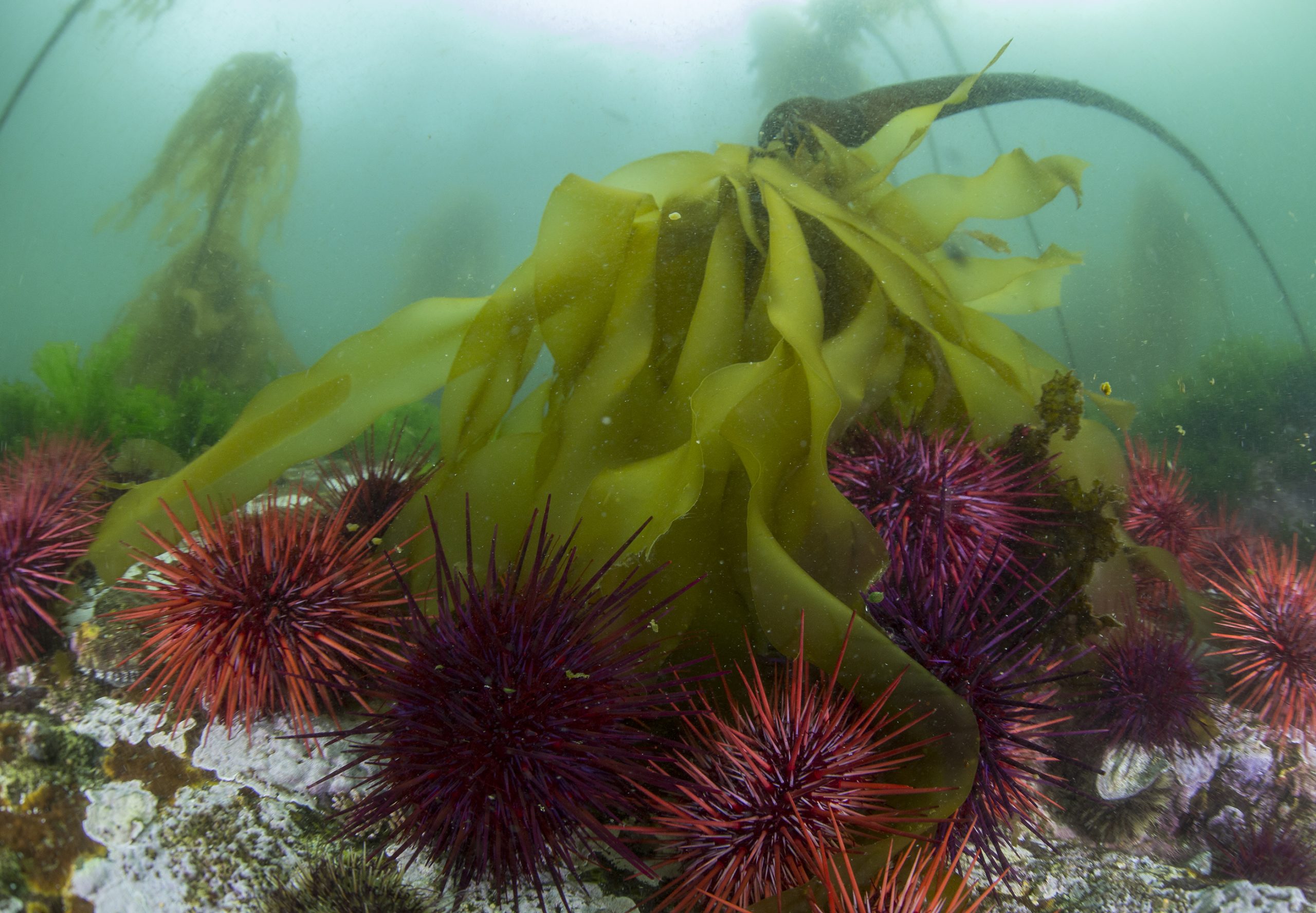 Historically, sea urchins coexisted with kelp, which provided shelter and sustenance for the urchins and scores of other creatures. But the local extirpation of sea otters has allowed urchins to become overpopulated, wreaking havoc on the ecosystem. Photograph by Ryan Miller