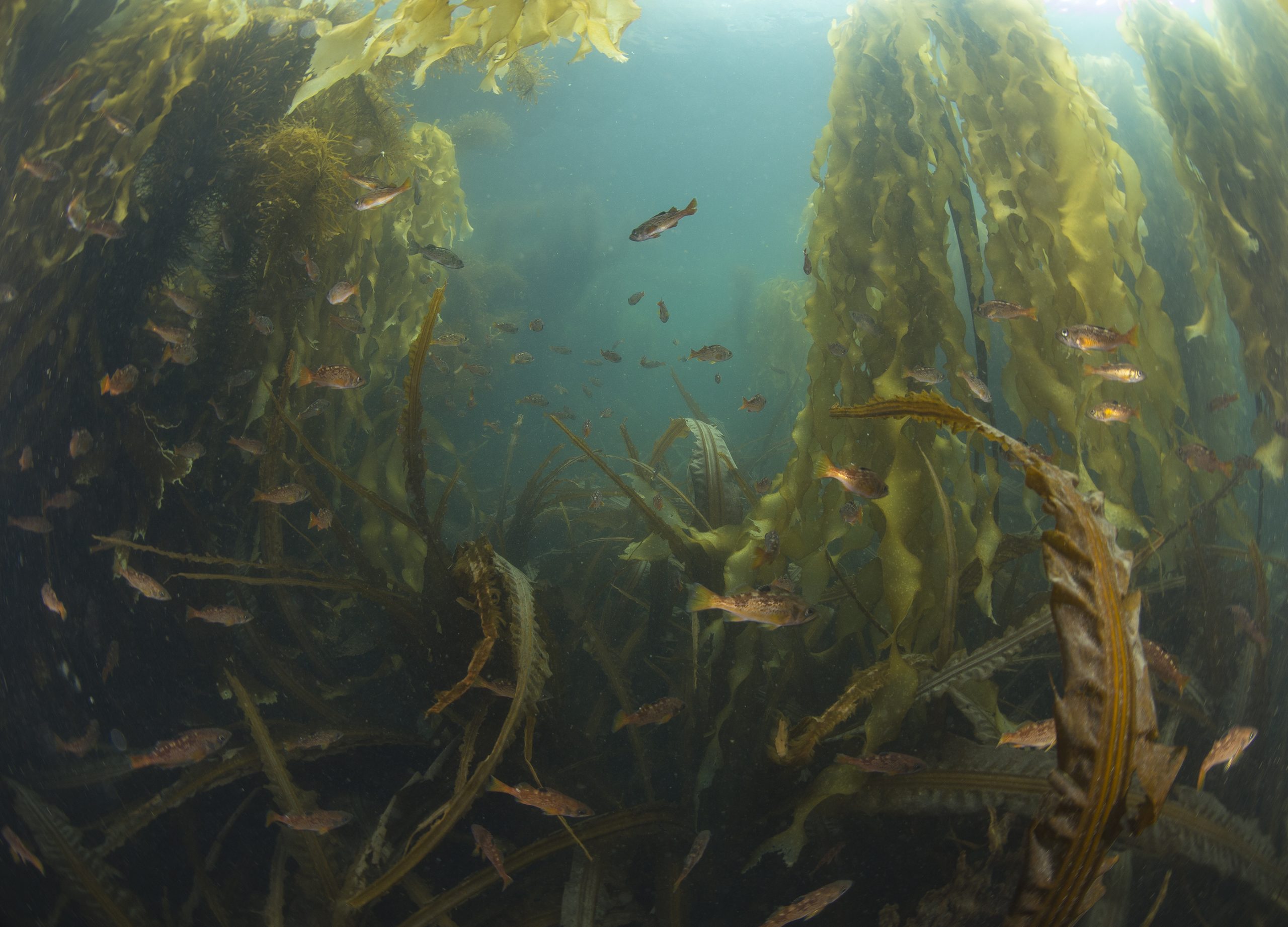 Two species of canopy kelp that have especially benefited from urchin removal include bull kelp and giant kelp, and many species of understory (shorter) kelp are benefitting as well. Photograph by Ryan Miller