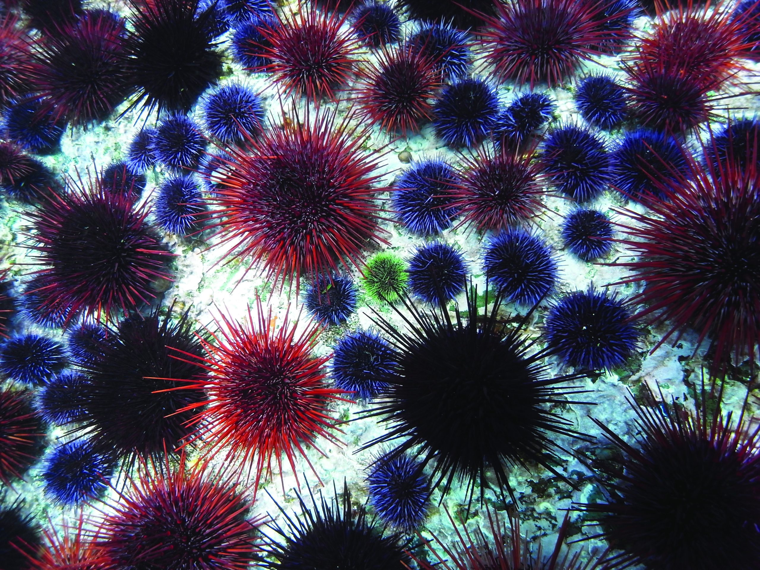 Urchin barrens like this one, which are devoid of much of the biodiversity for which kelp forests are known, have become commonplace around Haida Gwaii since the local extirpation of sea otters. Photograph by Lynn Lee
