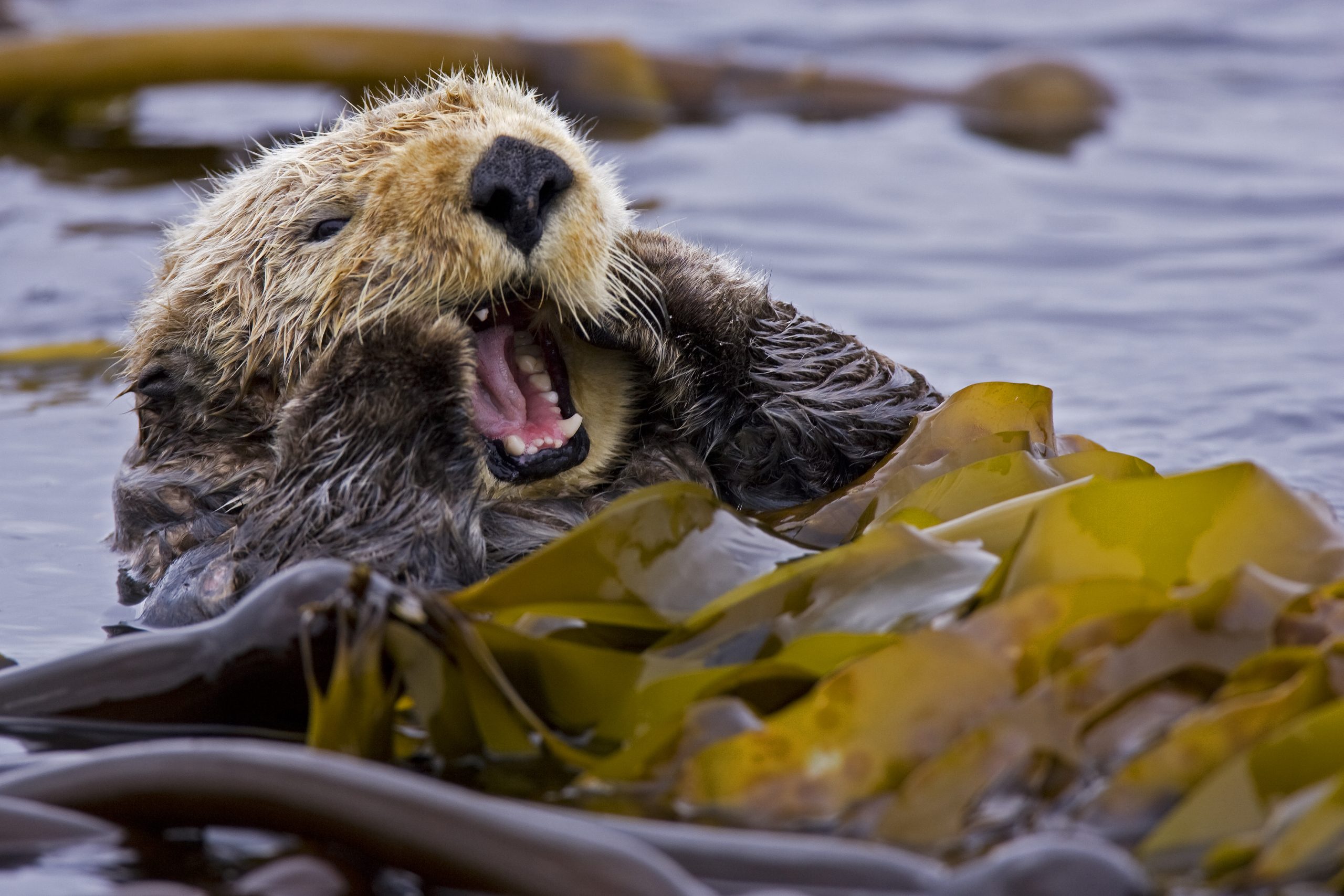 Sea otters are voracious predators that compete for many of the same food resources that local Haida fishermen target and some people in the local community are anxious about their return. Photograph by Matthew Maran