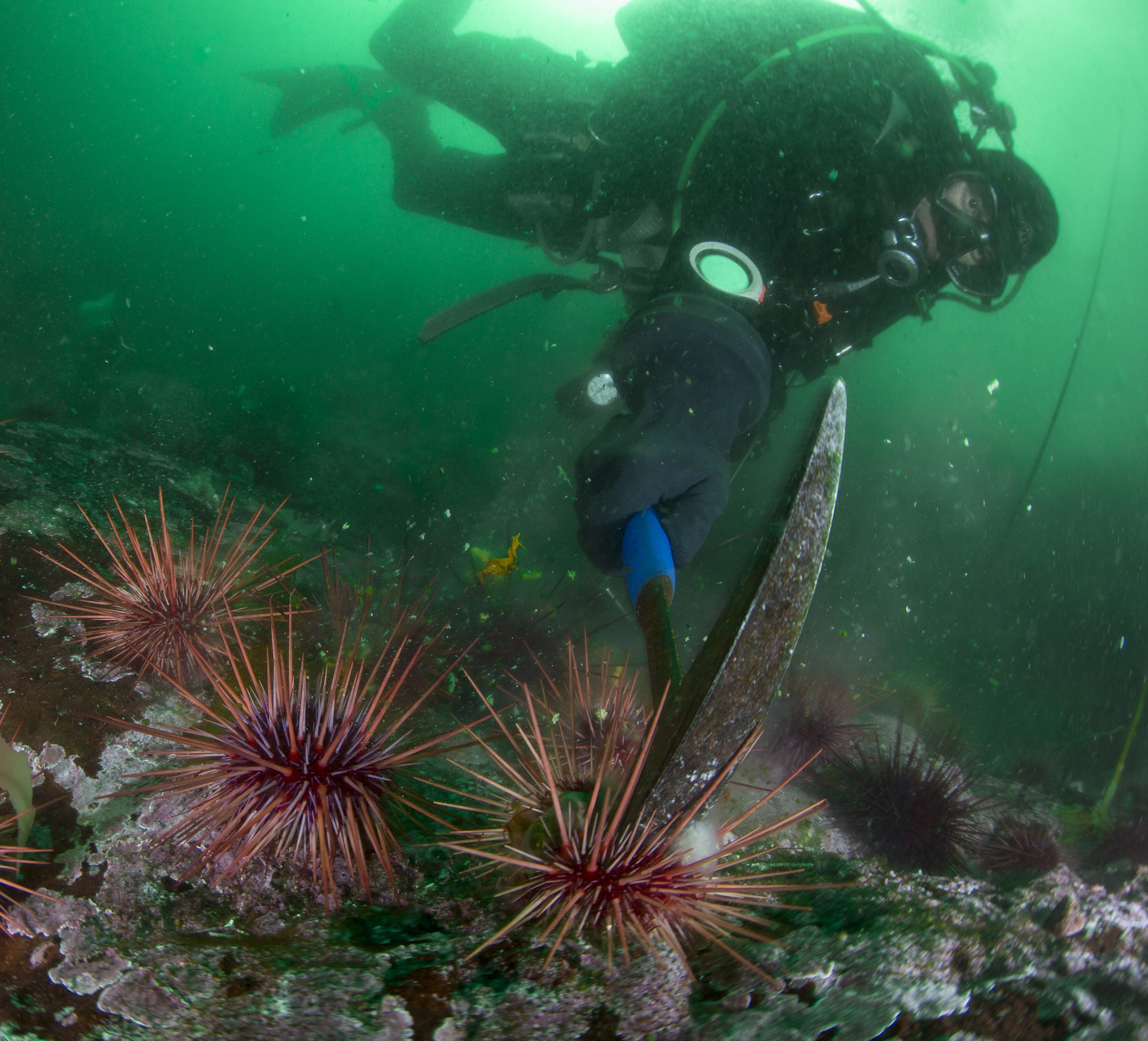 Ben Penna, a Haida Fisheries Program science diver cracks an urchin. The Haida Nation, Fisheries and Oceans Canada, Parks Canada, commercial urchin fishers, and many partners are working to restore kelp forests by removing at least 75 percent of the sea urchins along 3 kilometers of the Gaysiigas Gwaay (Murchison Island) shoreline. Photograph by Ryan Miller