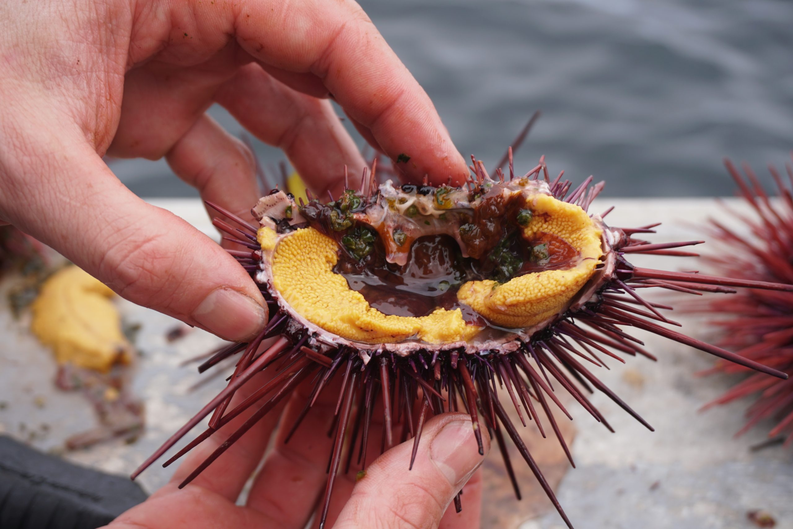 Guuding.ngaay (red urchin roe) is a traditional food of the Haida people. During the urchin-removal project researchers distributed roe to communities on Haida Gwaii a number of times. Photograph by C. Houston