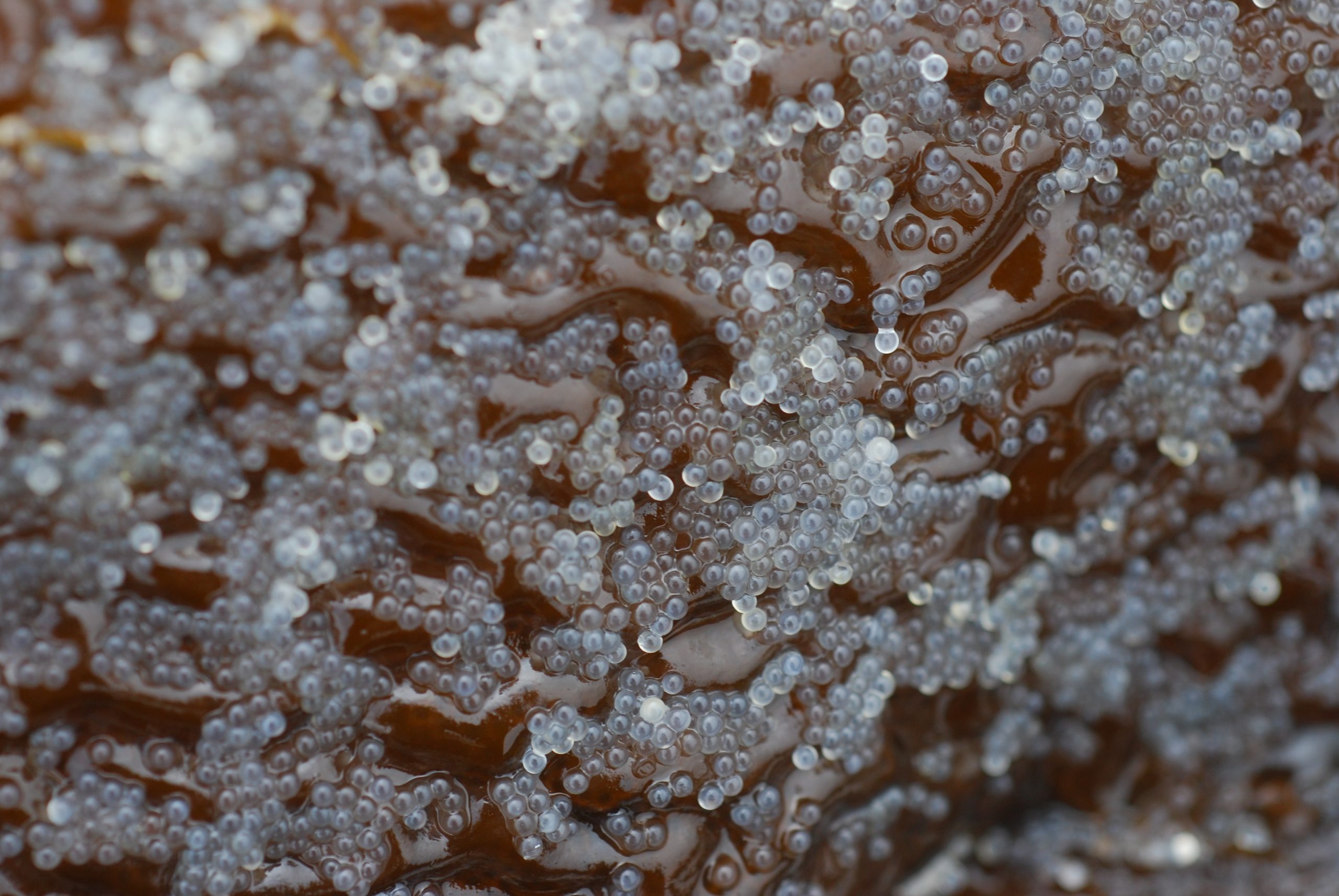 K’aaw (herring roe) is an important food for Haida people and many indigenous communities along British Columbia’s north and central coast. Photograph by Parks Canada