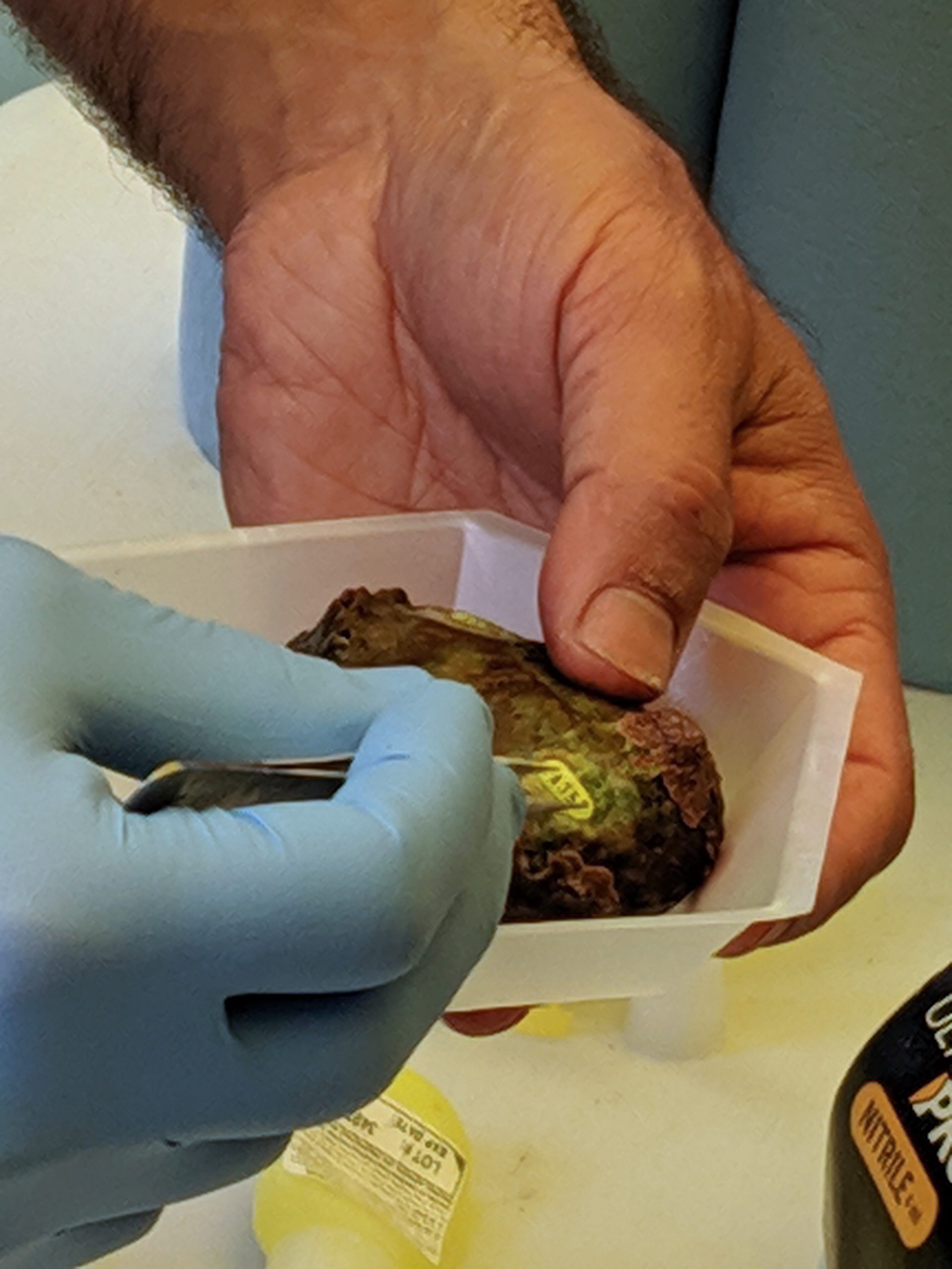 Leandre Vigneault attaches a numbered tag to a northern abalone. The tag will enable researchers to identify and assess the wellbeing of this individual in response to changes in the health of the kelp forest ecosystem over time. Photograph by Jason G. Goldman
