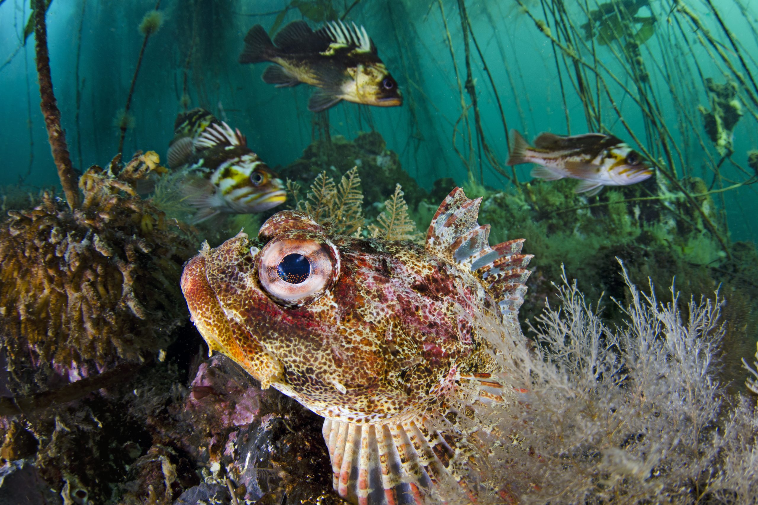 A red Irish lord hides on the seabed with quillback rockfish and copper rockfish behind in the bull kelp forest. Photograph by Alex Mustard