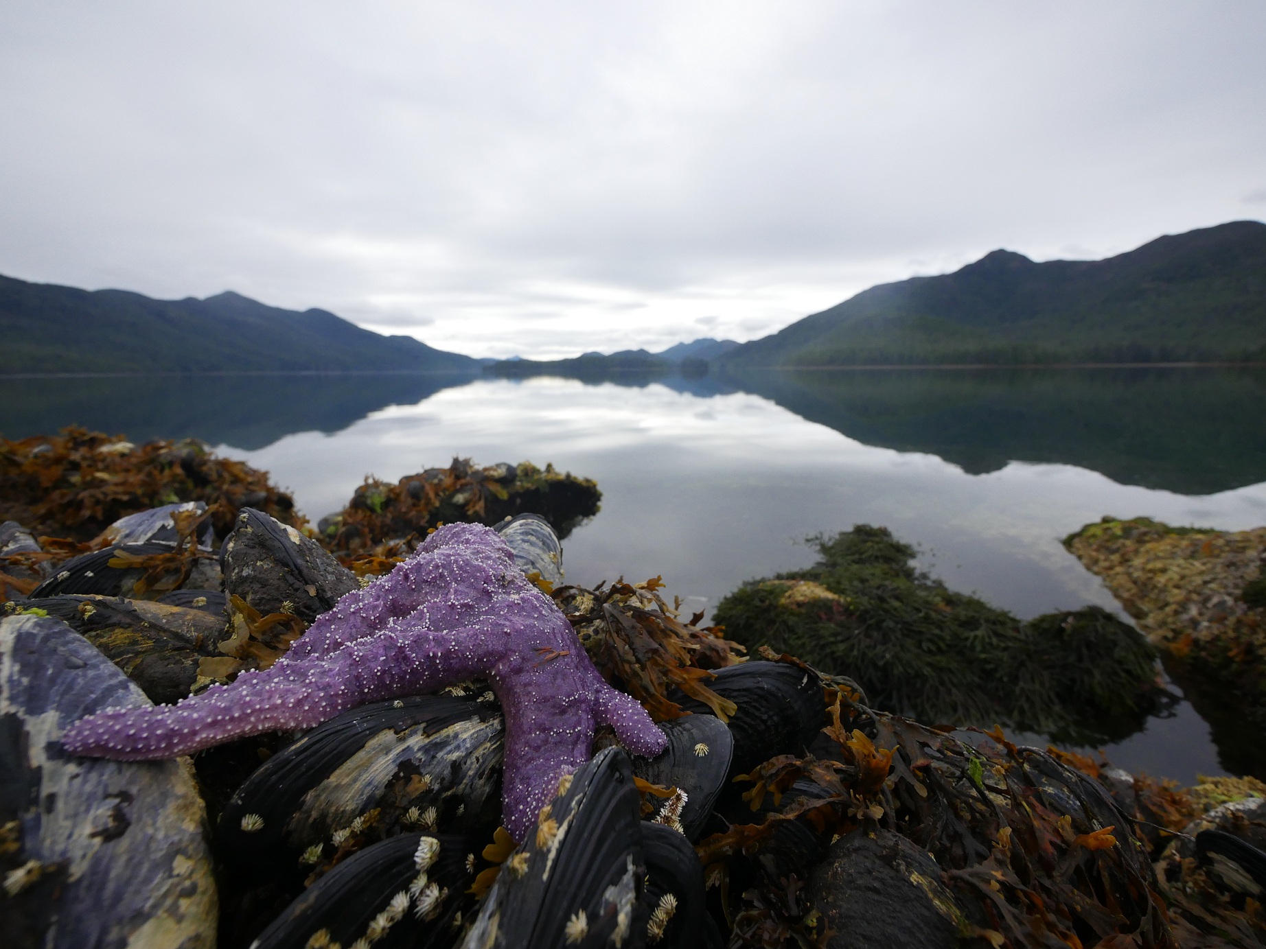 Gwaii Haanas is place where land, sea, and people are intertwined. The area is protected from the bottom of the ocean to the tops of the mountains thanks to its status as a Haida Heritage Site, National Park Reserve, and National Marine Conservation Area Reserve. Photograph by S. Fung
