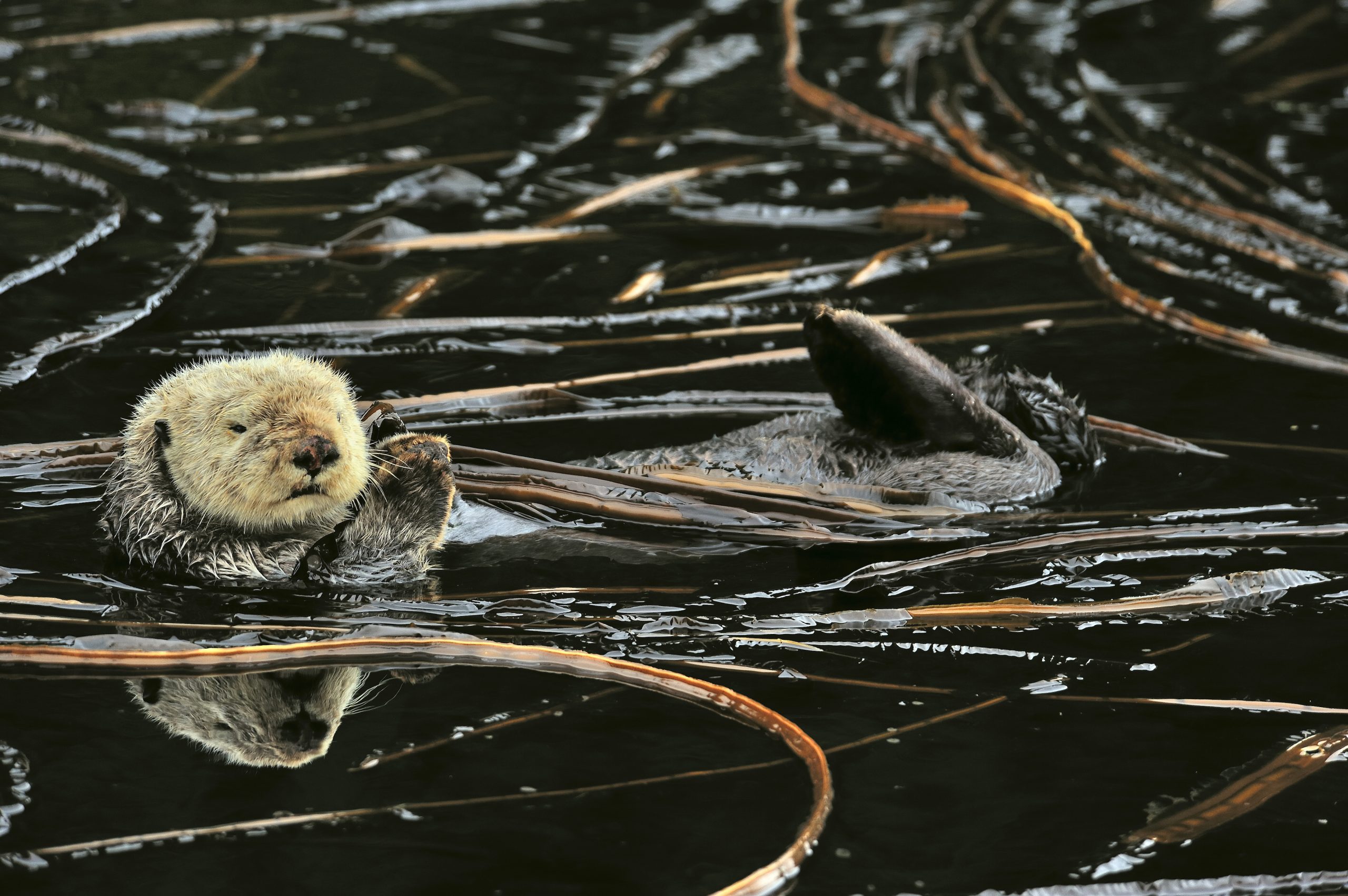 The Haida people once coexisted with sea otters, but that balance has since been thrown off. The question is whether it can be regained when otters return to Haida Gwaii. Photograph by Pascal Kobeh
