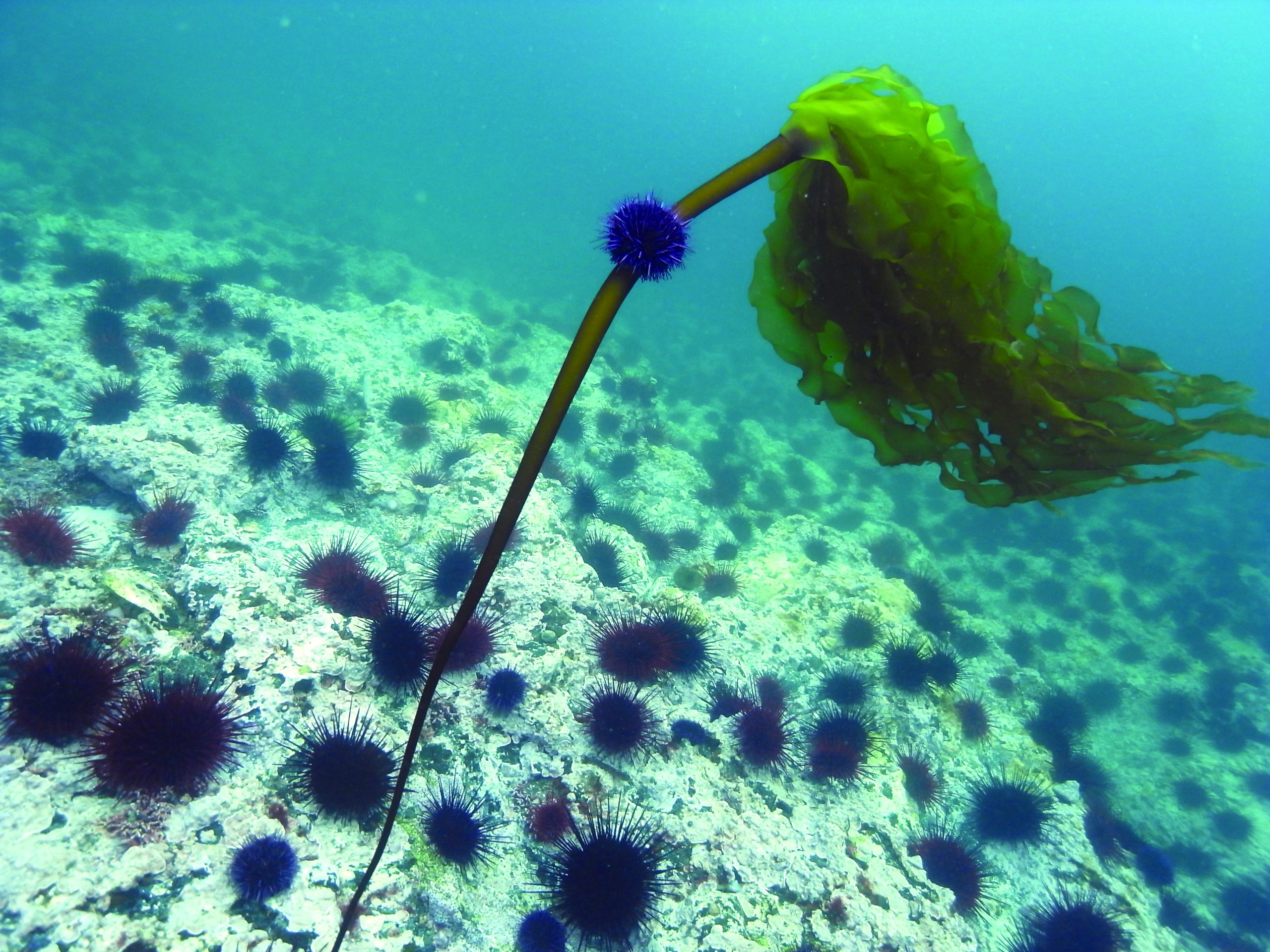 A lone sea urchin consumes what is left of the vast kelp forest that once thrived off the Haida Gwaii archipelago. Photograph by Lynn Lee