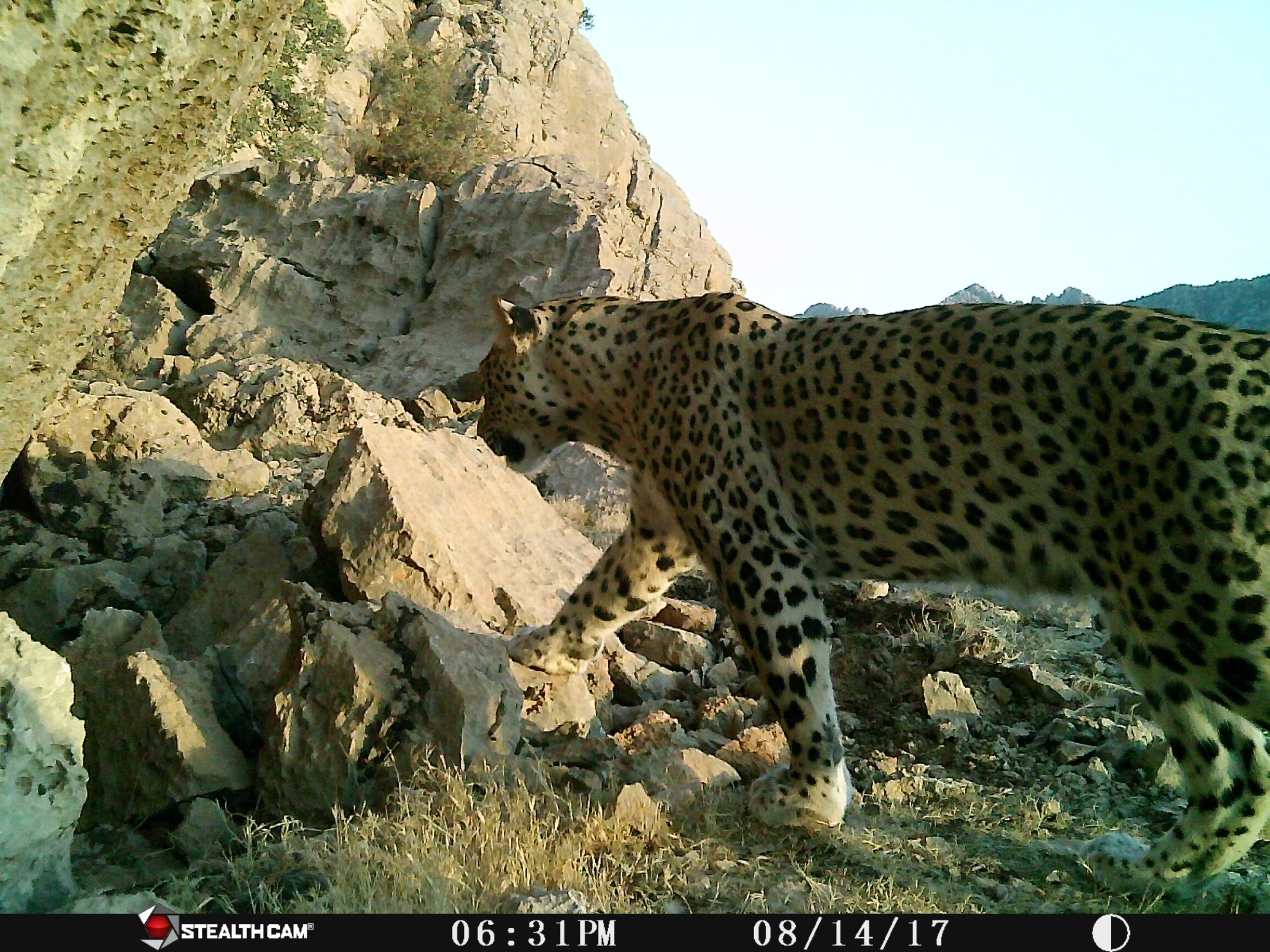 Camera traps set by Hana Raza, Korsh Ararat, and others at Nature Iraq have captured multiple sightings of three male Persian leopards in Iraq’s Qara Dagh district. Raza estimates that there may be as many as 10 leopards in the area. Photograph ©Nature Iraq/German Consulate General/Goldman Environmental Foundation, 2017