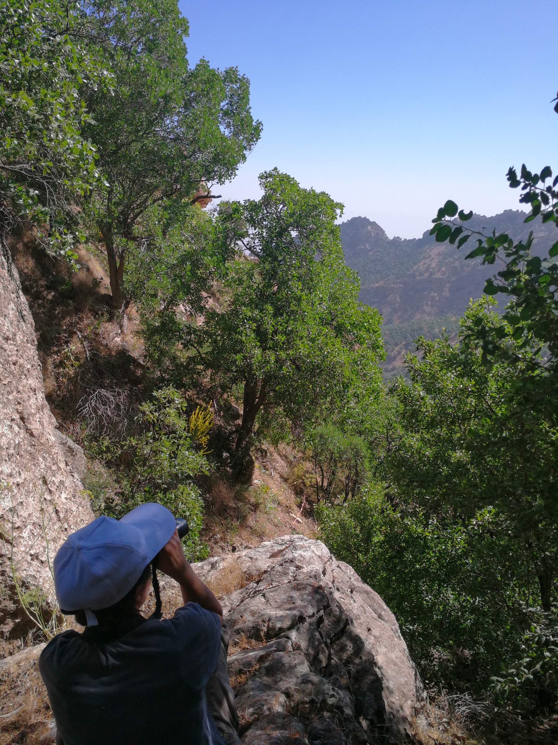 Hana Raza scans a distant hillside in search of leopards. Photograph by Korsh Ararat