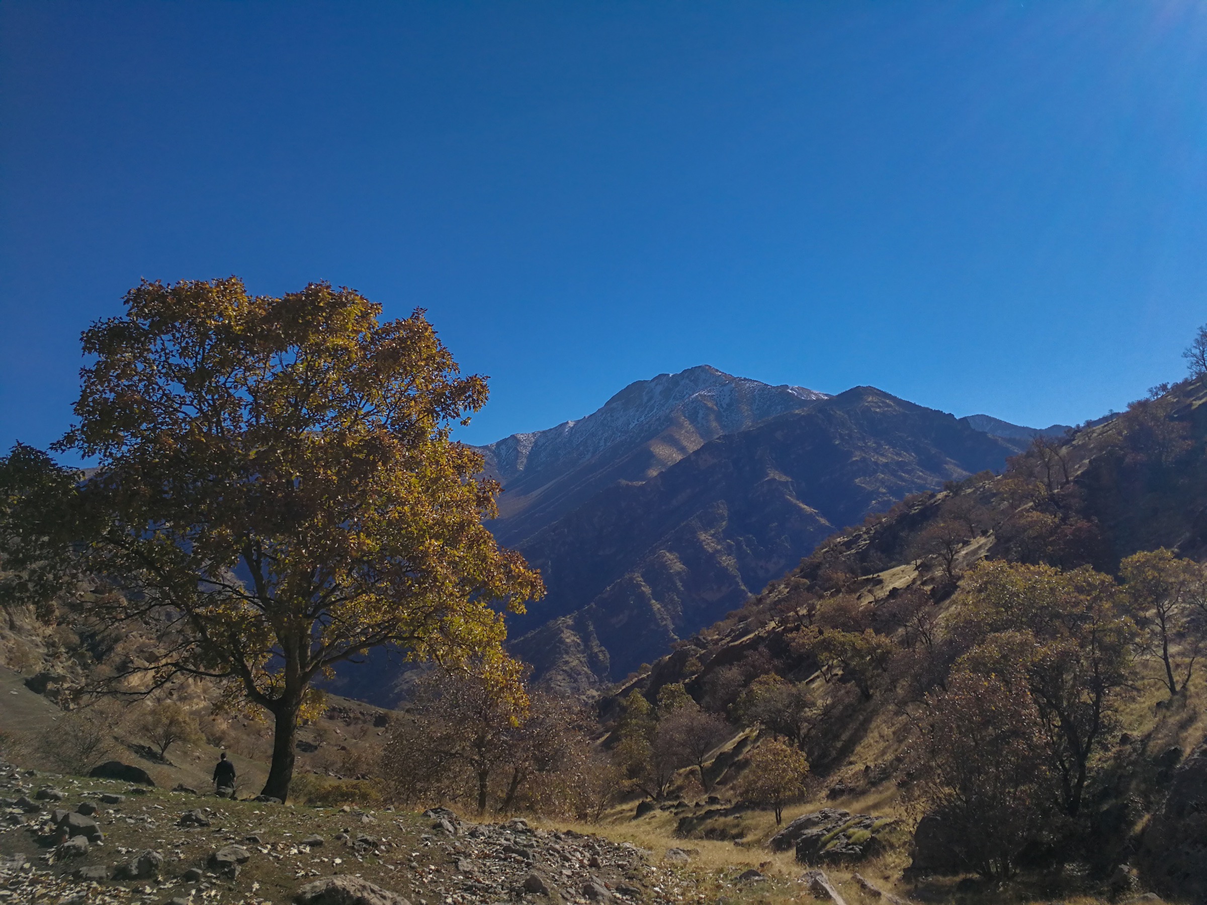 A lone oak tree stands amidst the unrelenting landscape of the Kurdish mountains of northern Iraq. Photograph by Korsh Ararat