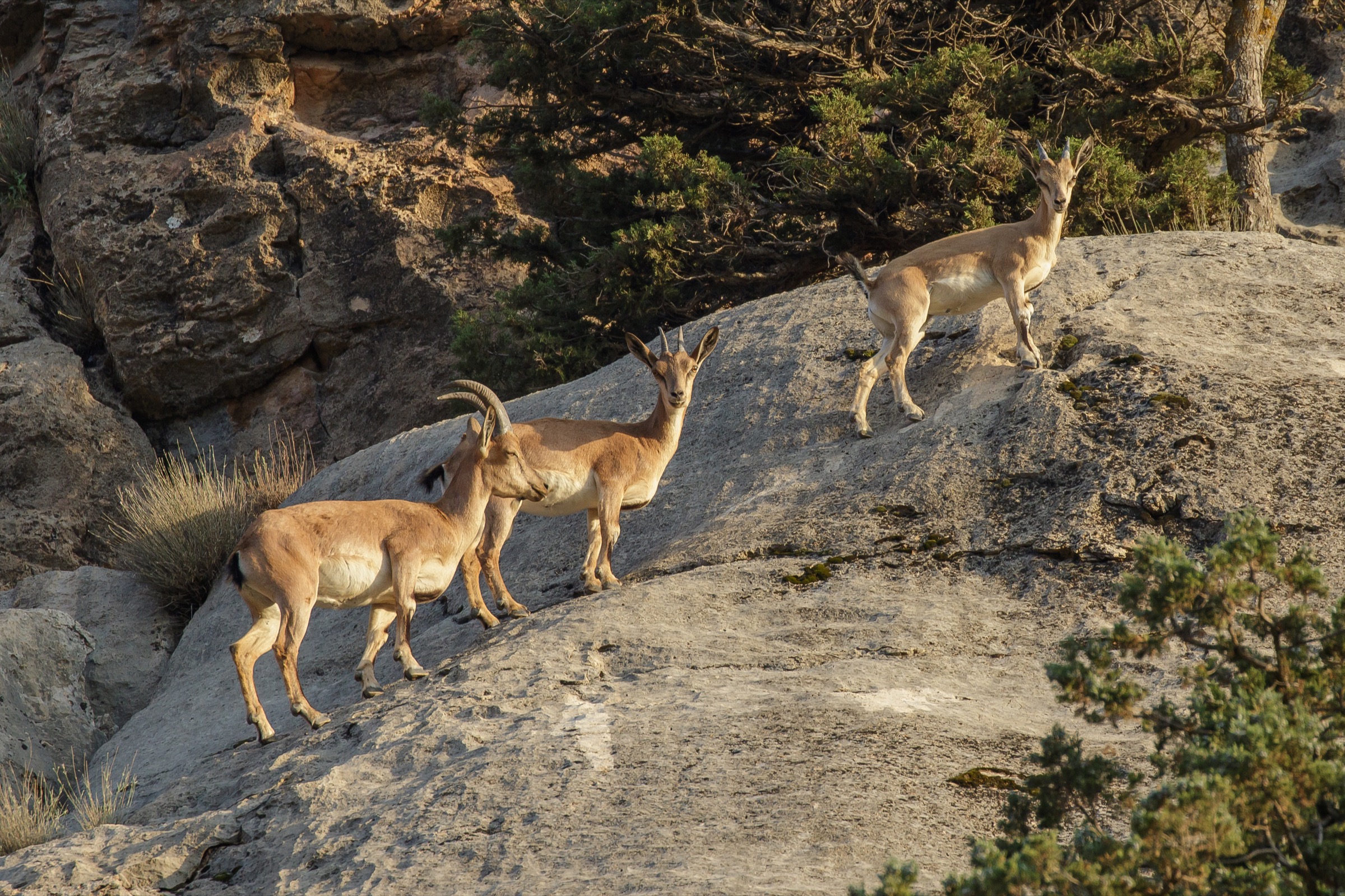 A female wild goat (Capra aegagrus) and her two offspring climb a steep, rocky slope in Iran’s Golestan National Park. Photograph by Behzad Farahanchi