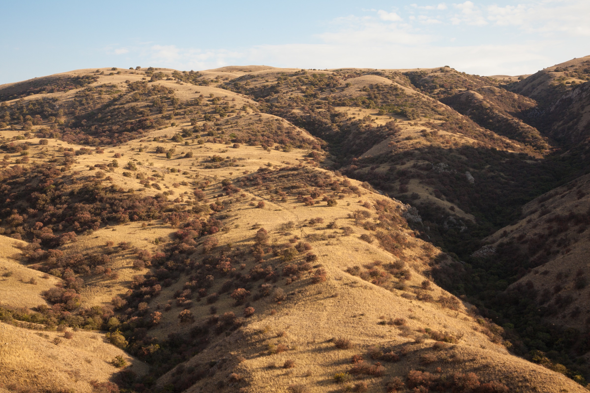 The mottled landscape of Iran’s Golestan National Park is home to a small but relatively healthy population of Persian Leopards. Photograph by Behzad Farahanchi