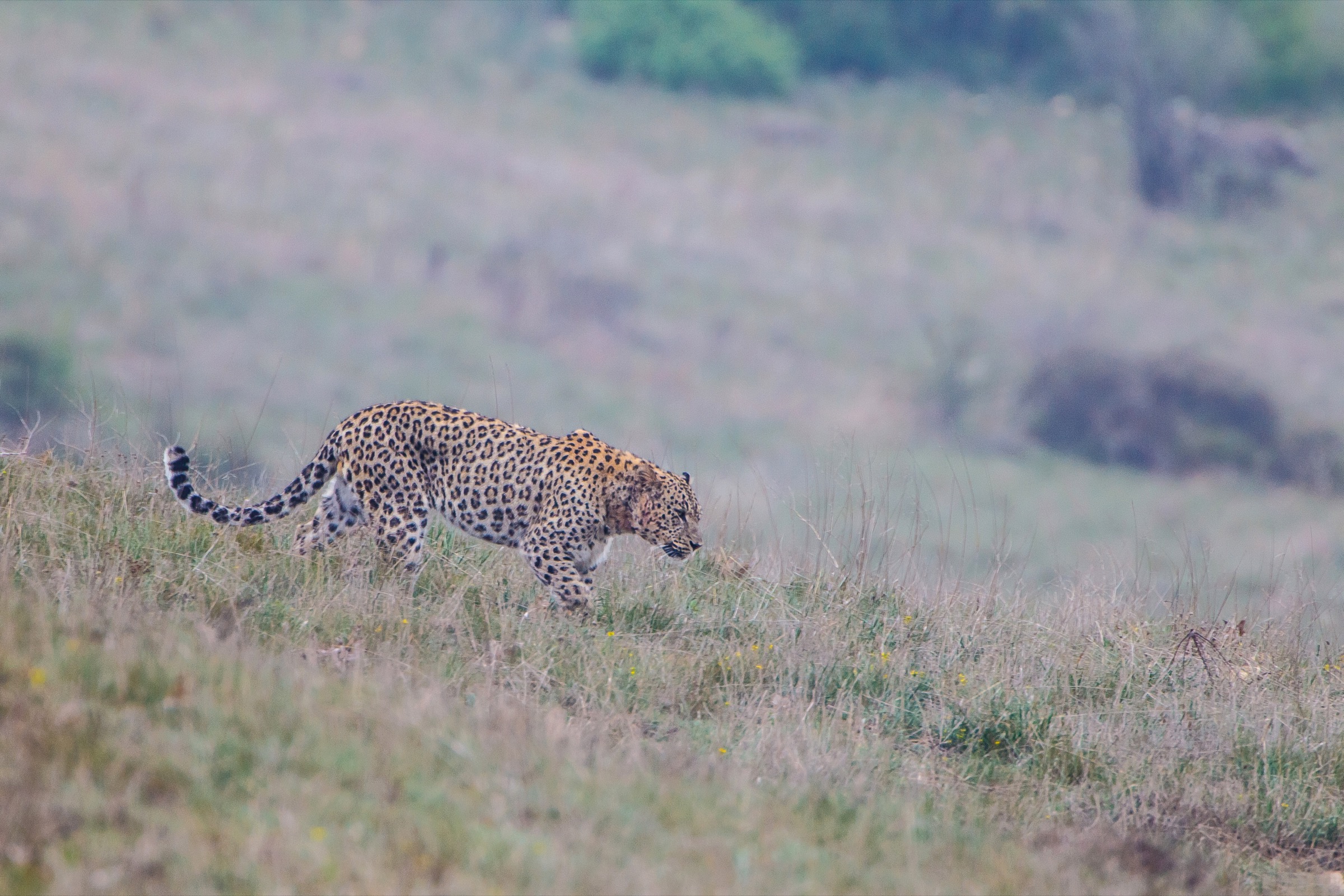 A male Persian leopard patrols its territory in Iran’s Golestan National Park. Photograph by Behzad Farahanchi