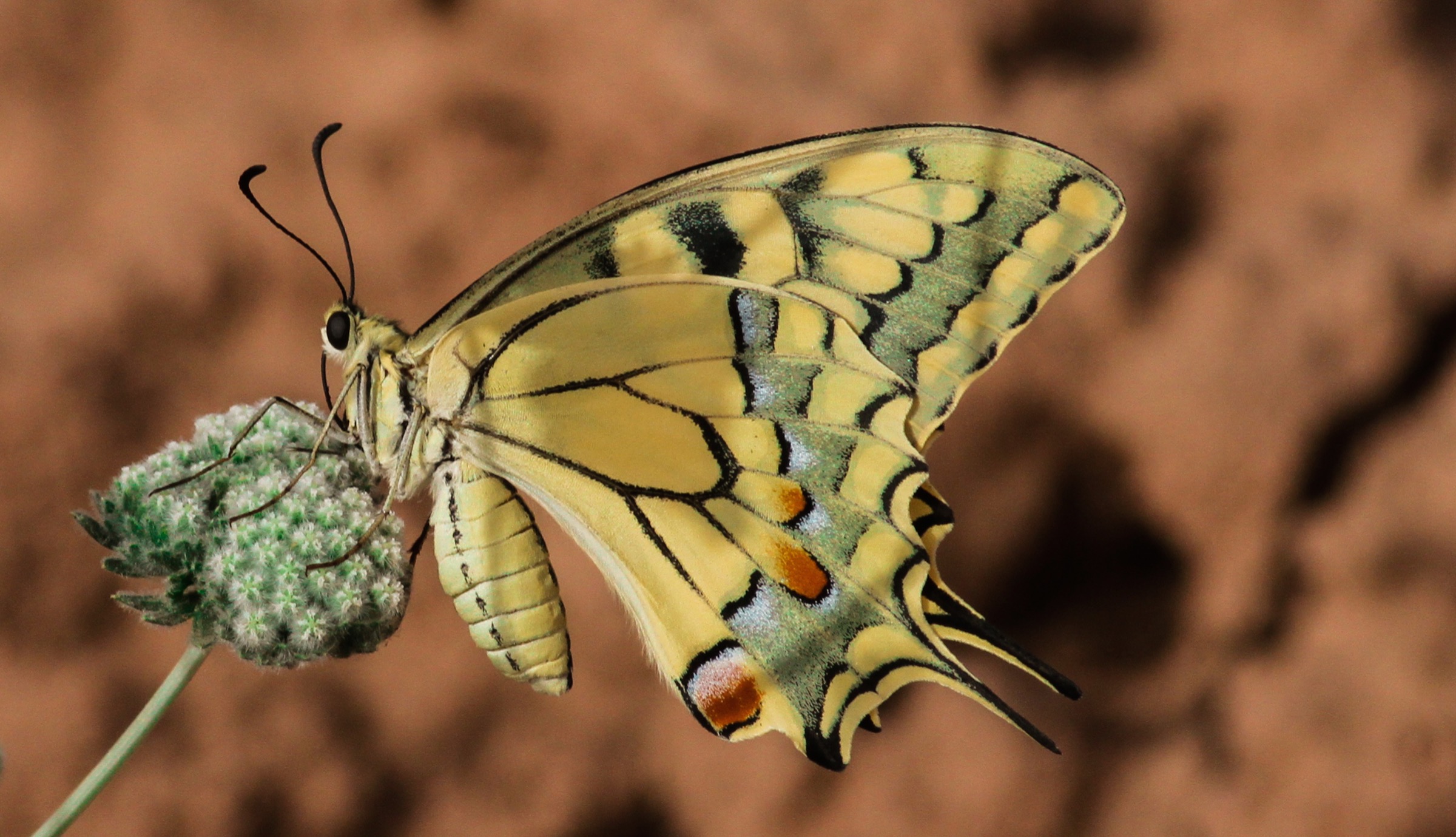 Hana Raza and others at Nature Iraq argue that protecting Persian leopard habitat will benefit countless other creatures in the region, like this southern swallowtail butterfly (Papilio alexanor). Photograph by Korsh Ararat