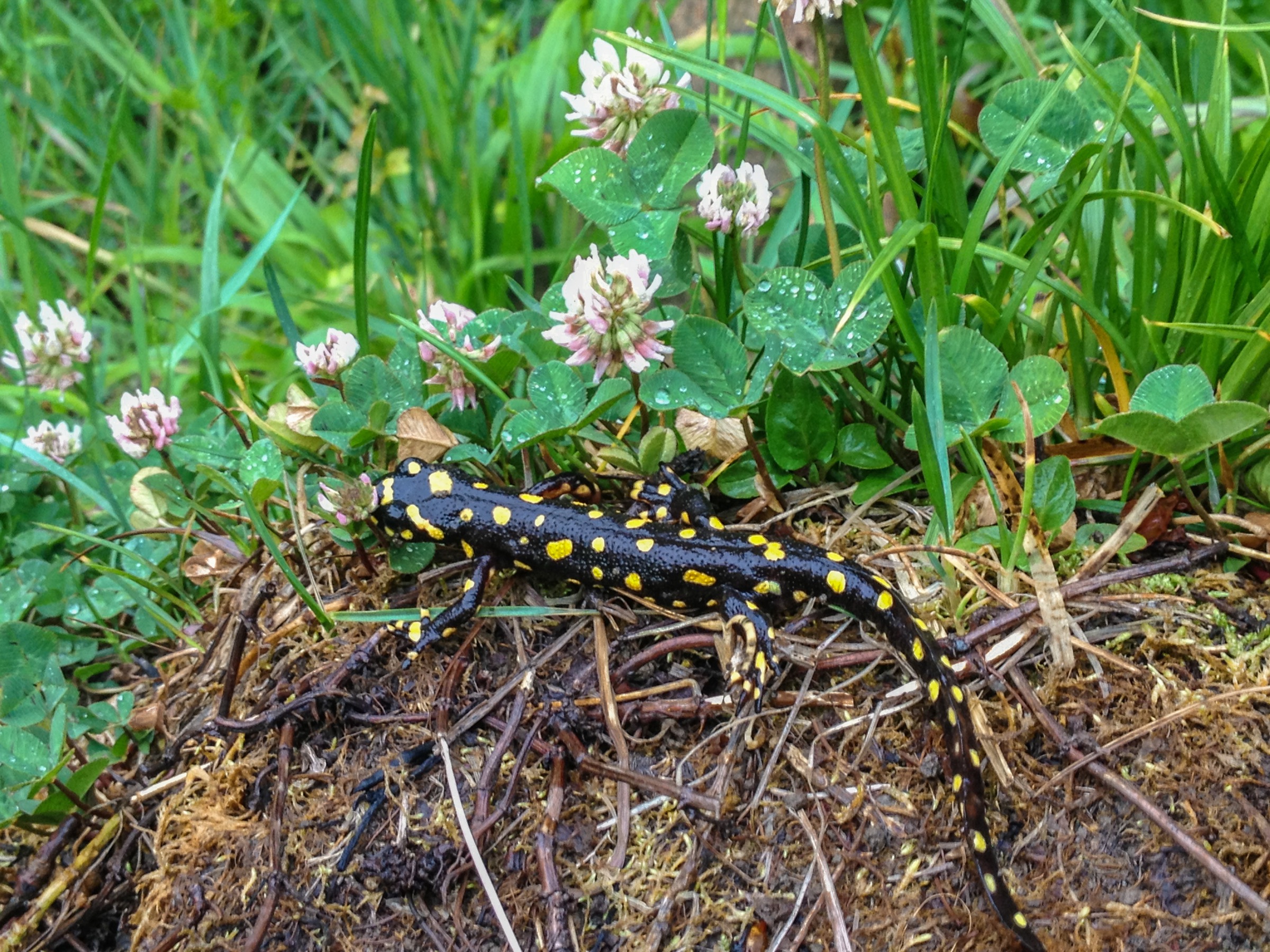 The Kurdistan newt (Neurergus microspilotus) is one of many species that Nature Iraq aims to protect with the creation of a peace park in the Kurdish region straddling Iraq and Iran. Photograph by Korsh Ararat