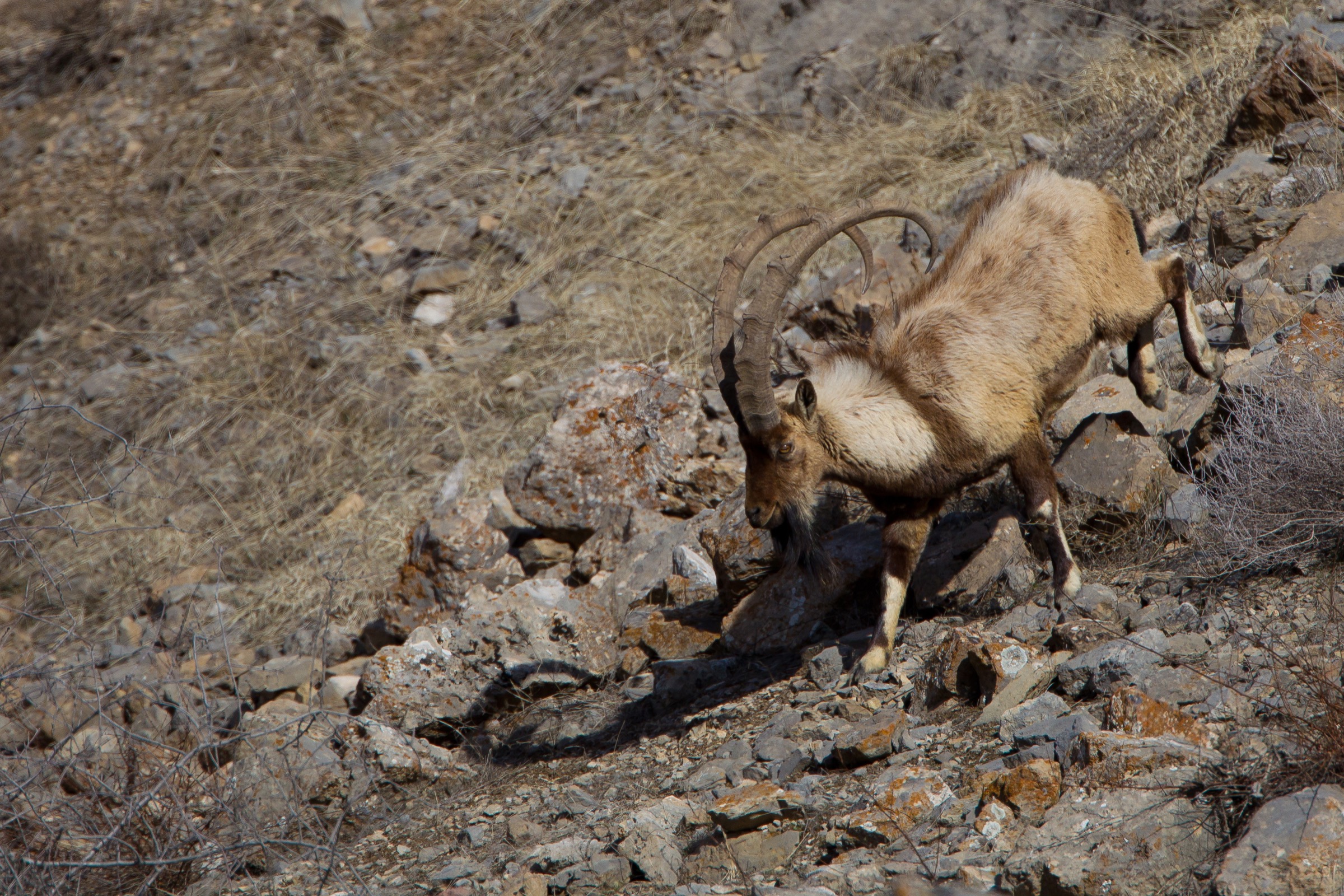 A male wild goat (Capra aegagrus) descends a steep, rocky slope in northeastern Iran’s Tandooreh National Park. Photograph by Behzad Farahanchi