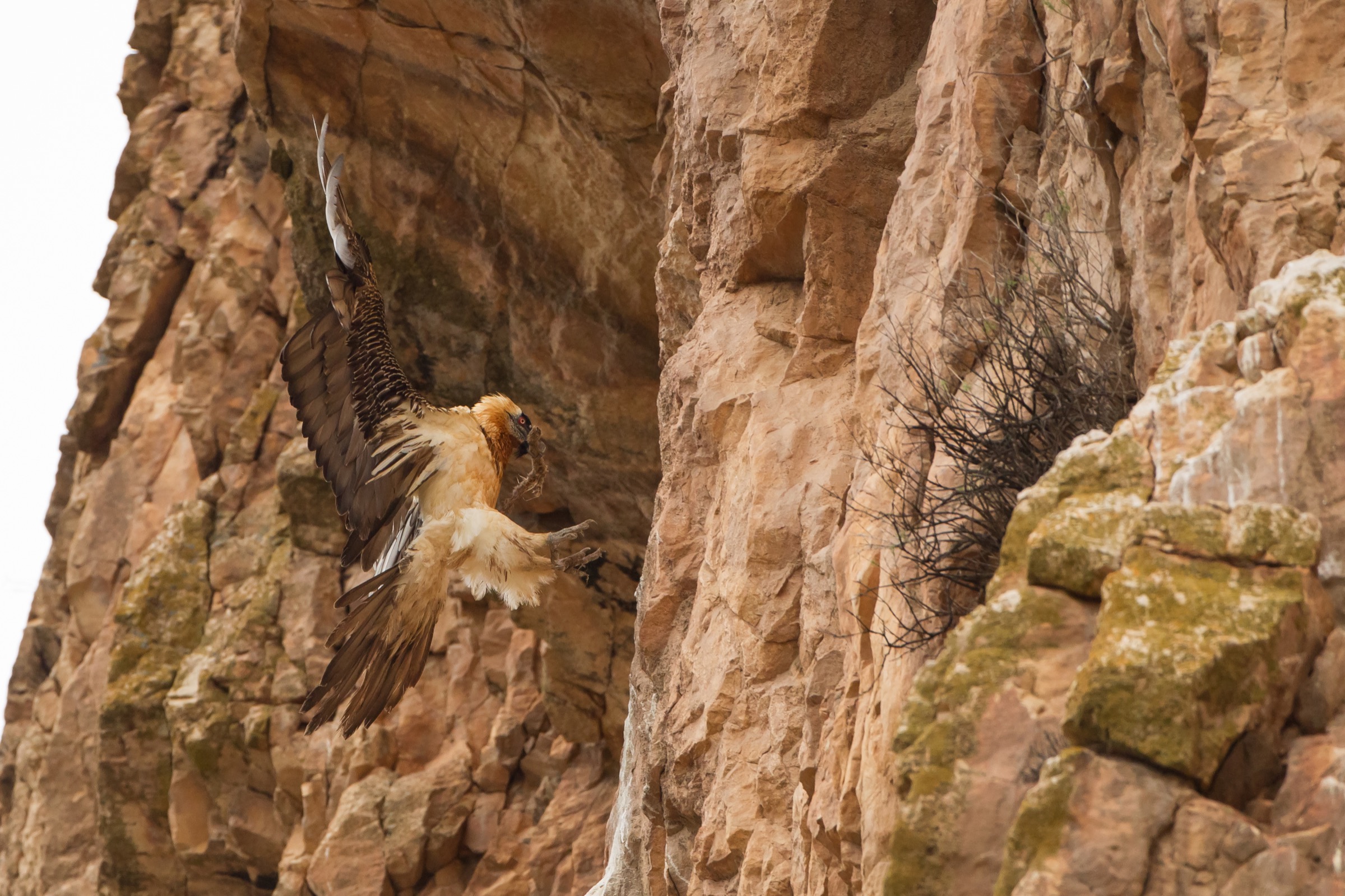 According to Iranian folklore, bearded vultures (Gypaetus barbatus), like this one in Iran’s Golestan National Park, bring good luck to anyone fortunate enough to see one. A day after photographing this individual, Behzad Farahanchi encountered a Persian leopard, his holy grail of wildlife photography. Photograph by Behzad Farahanchi